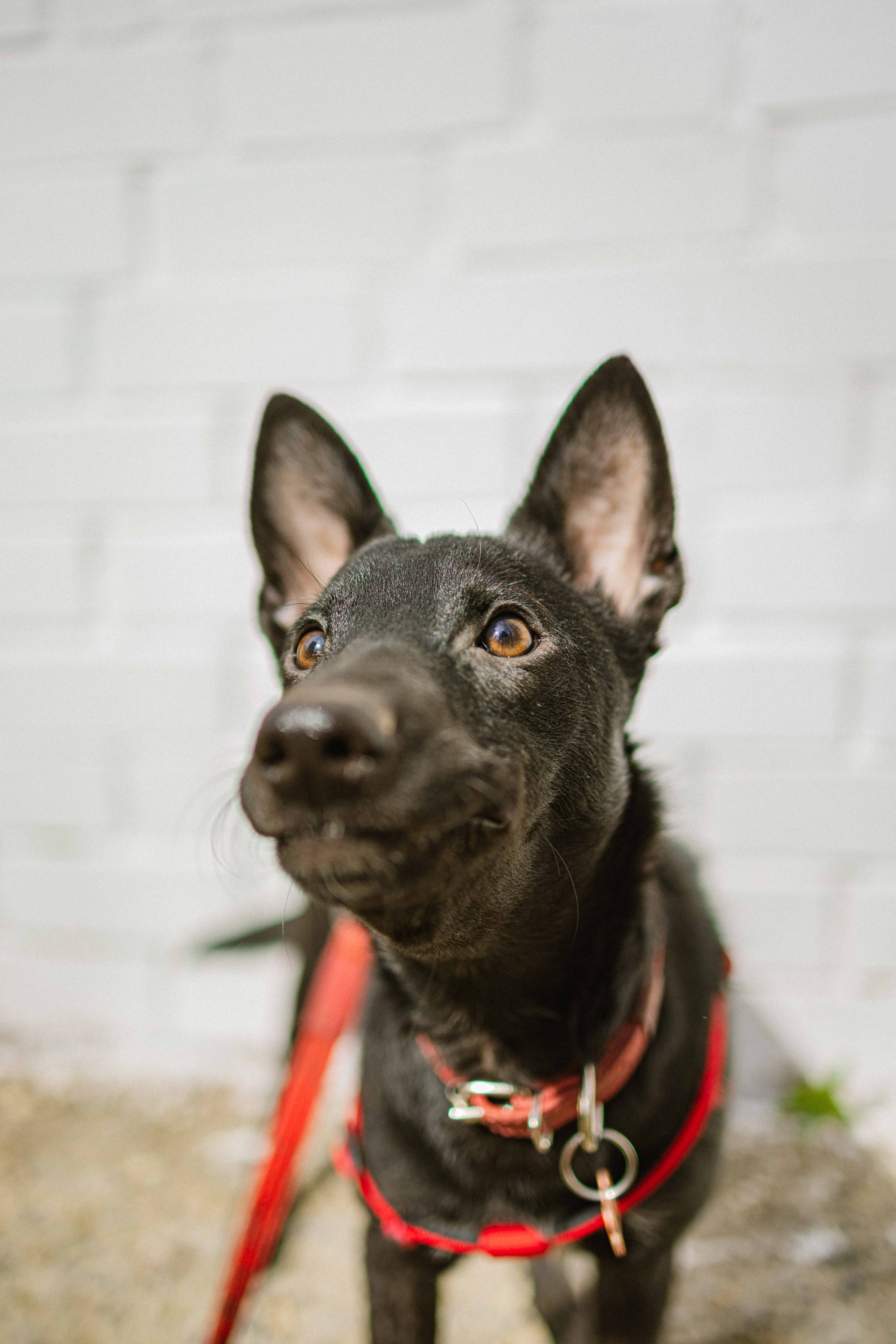 Булька. Фотограф-анималист в Москве Лера Черноног