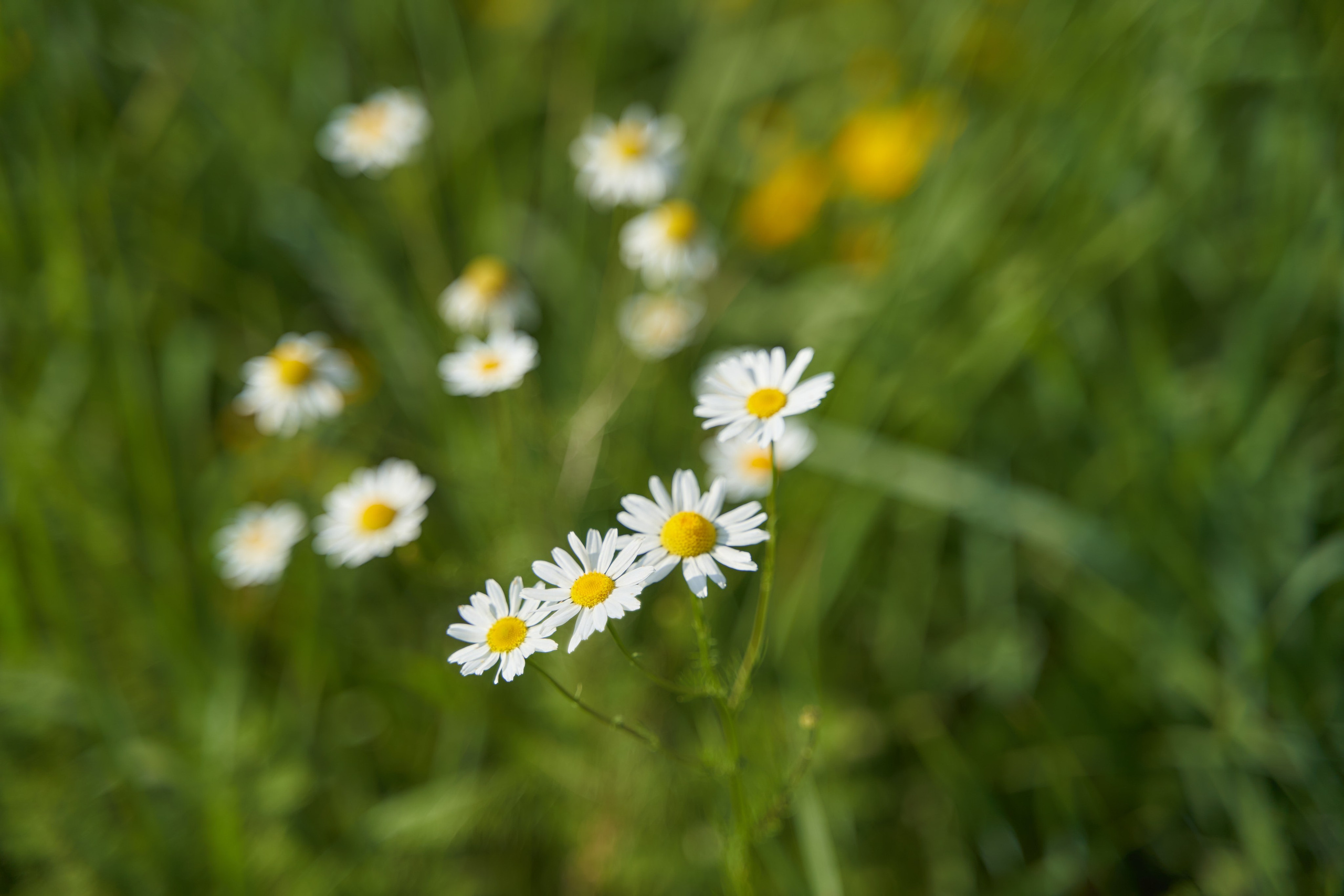 Bram & Zeinab wedding day. Фотограф в Уральске Александр Хохлачёв | HOHLACHEV.COM