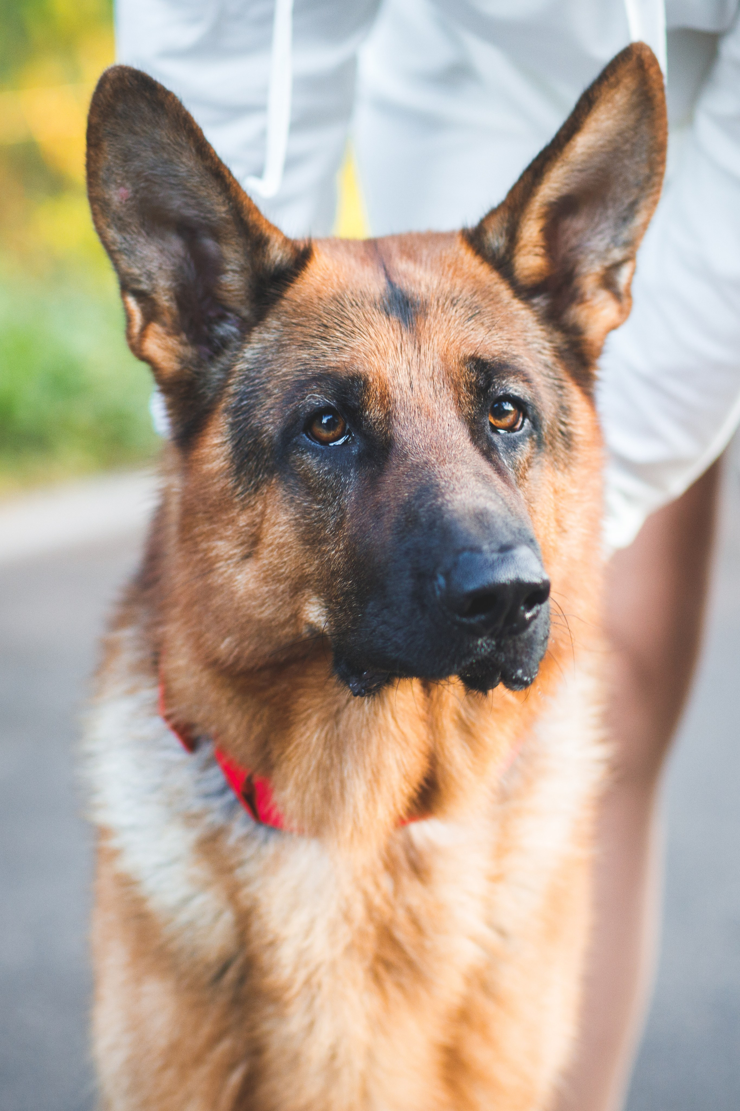 Фотопрогулка молодой девушки и ее собаки летним утром в парке. Семейный и школьный фотограф в Москве Анна Ткач
