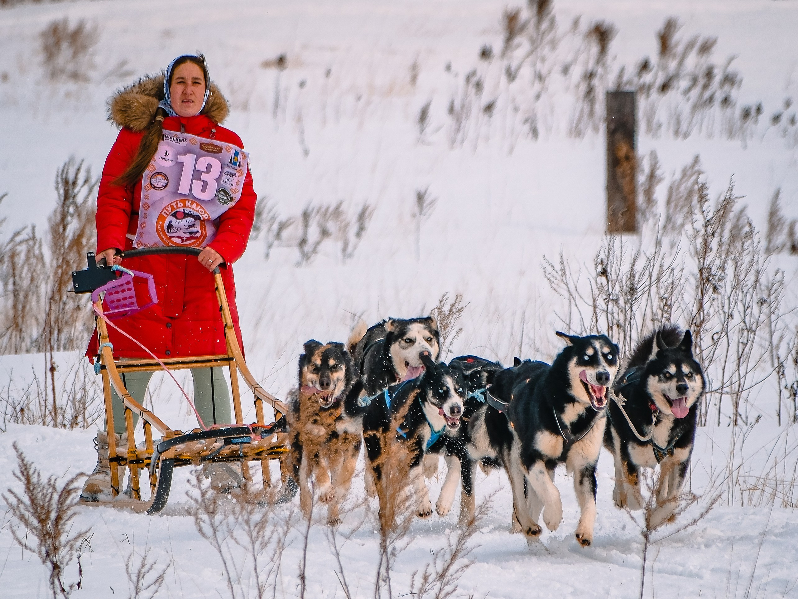 Фестиваль ездового спорта. Фотограф. г. Южно-Сахалинск. Олег Толстов