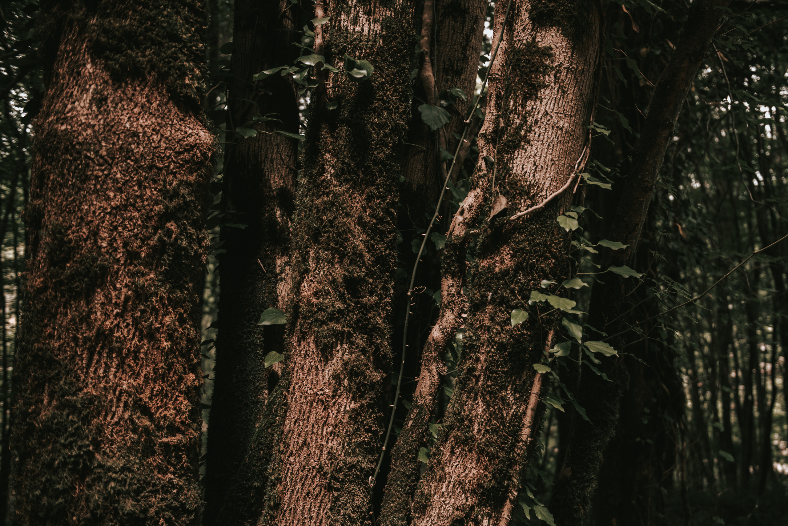 Кудри…Анастасия и Владимир. Фотограф Ирина Ликсунова