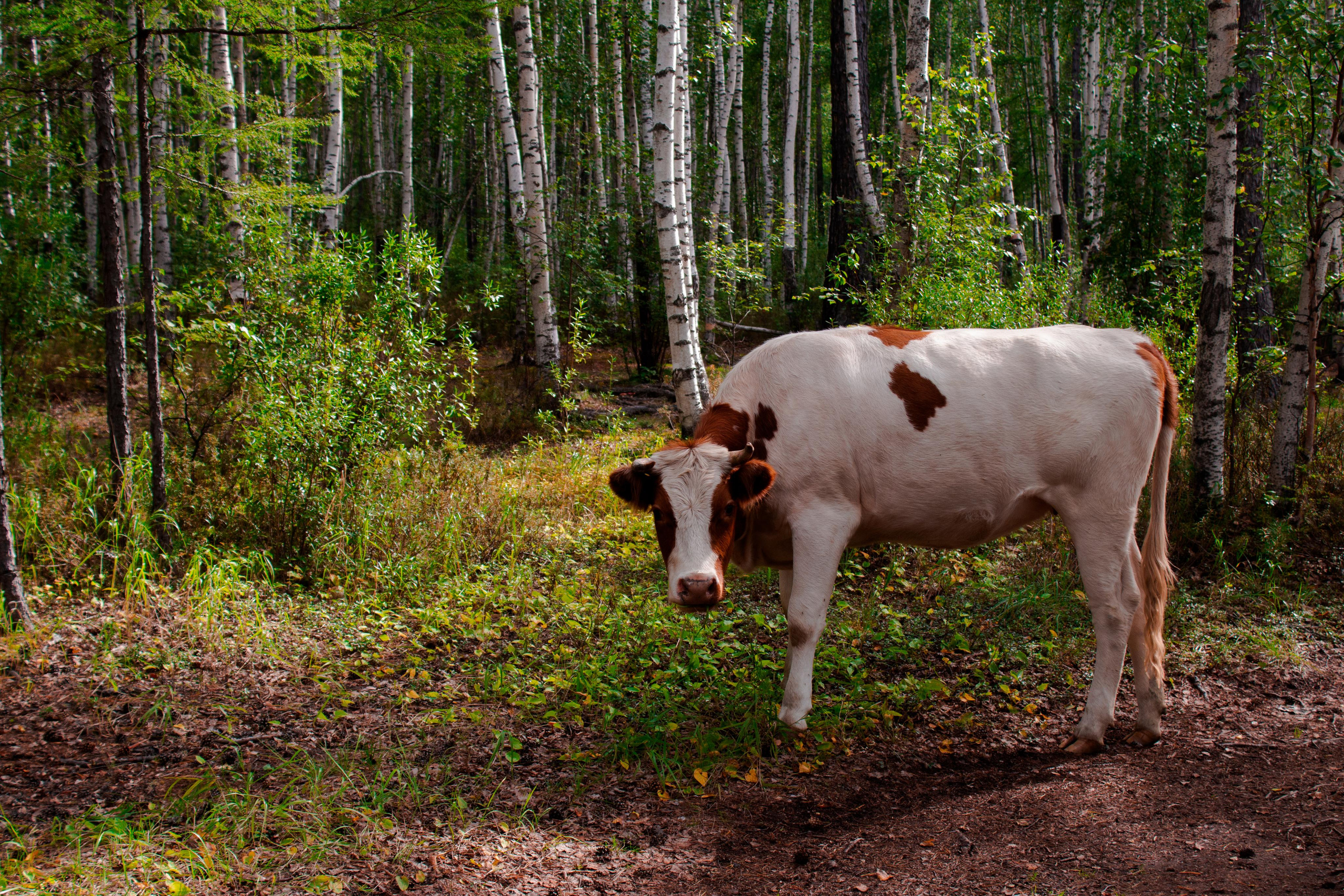 О. Арей 13.08.23. Алексей Островский — Фотограф г. Чита