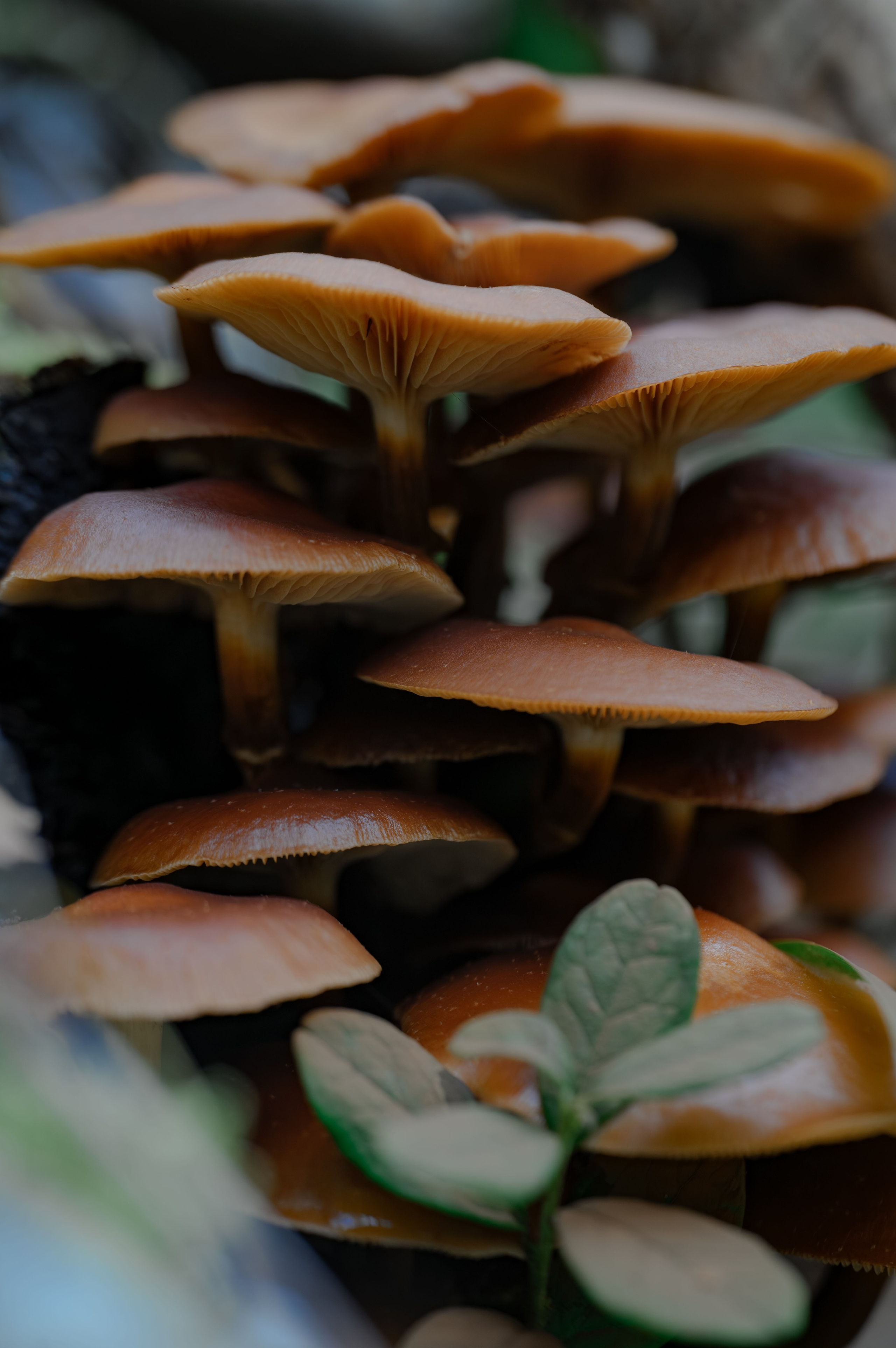 Грибочки. Фотограф Александр Смирнов