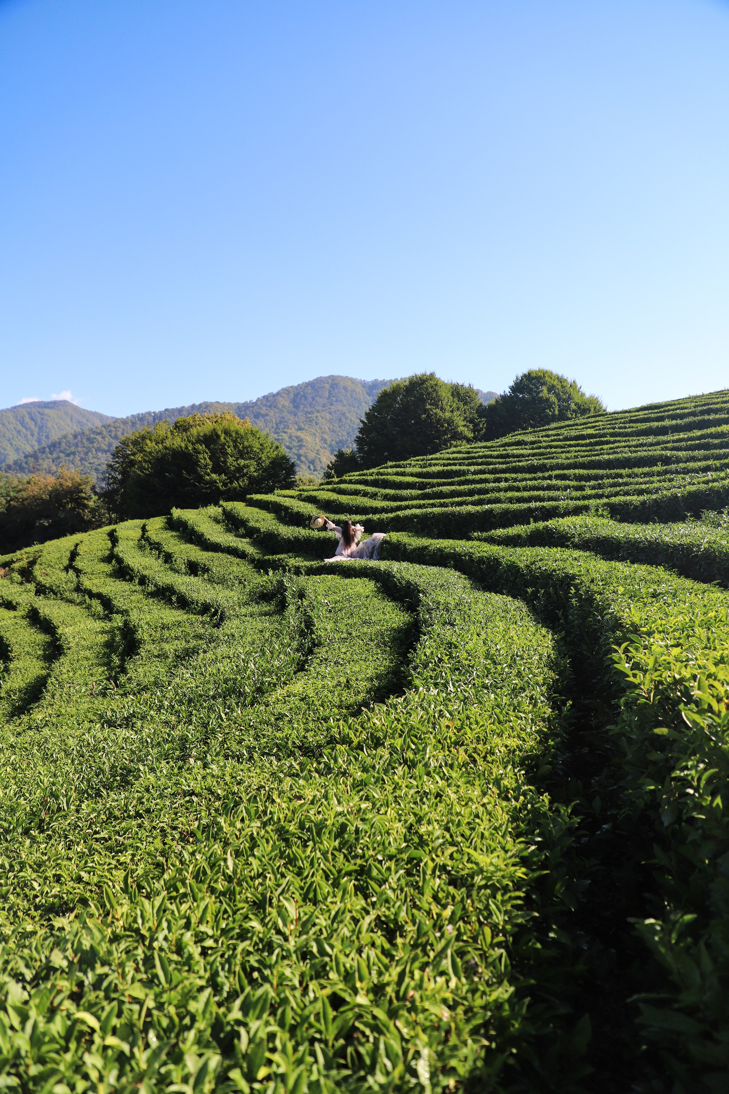 Беремняшка Мацеста чайные плантации 27.08. Главная