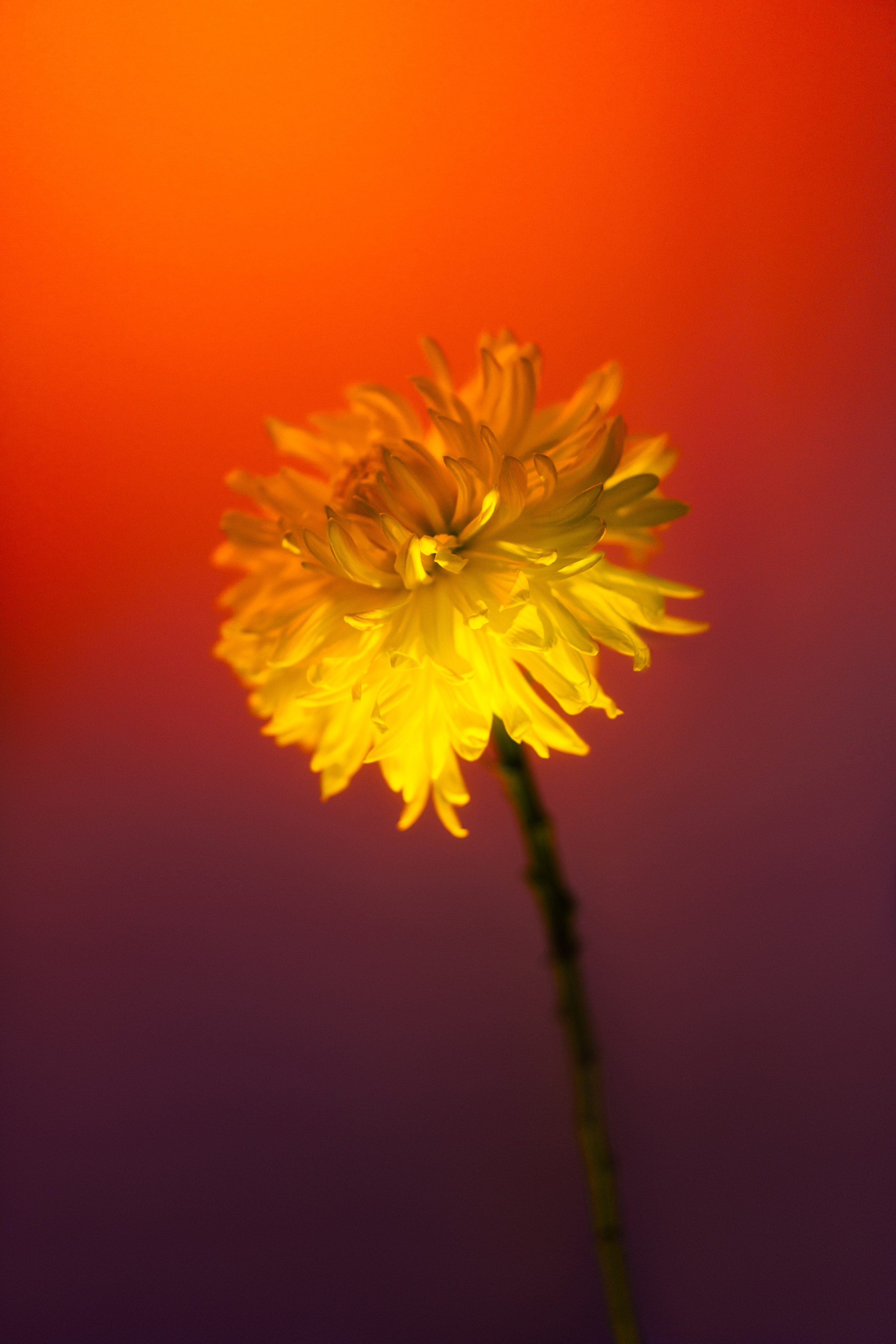 Марго. Ivan Zaitsev (IZIART) — 通过照片和视频创建文化代码