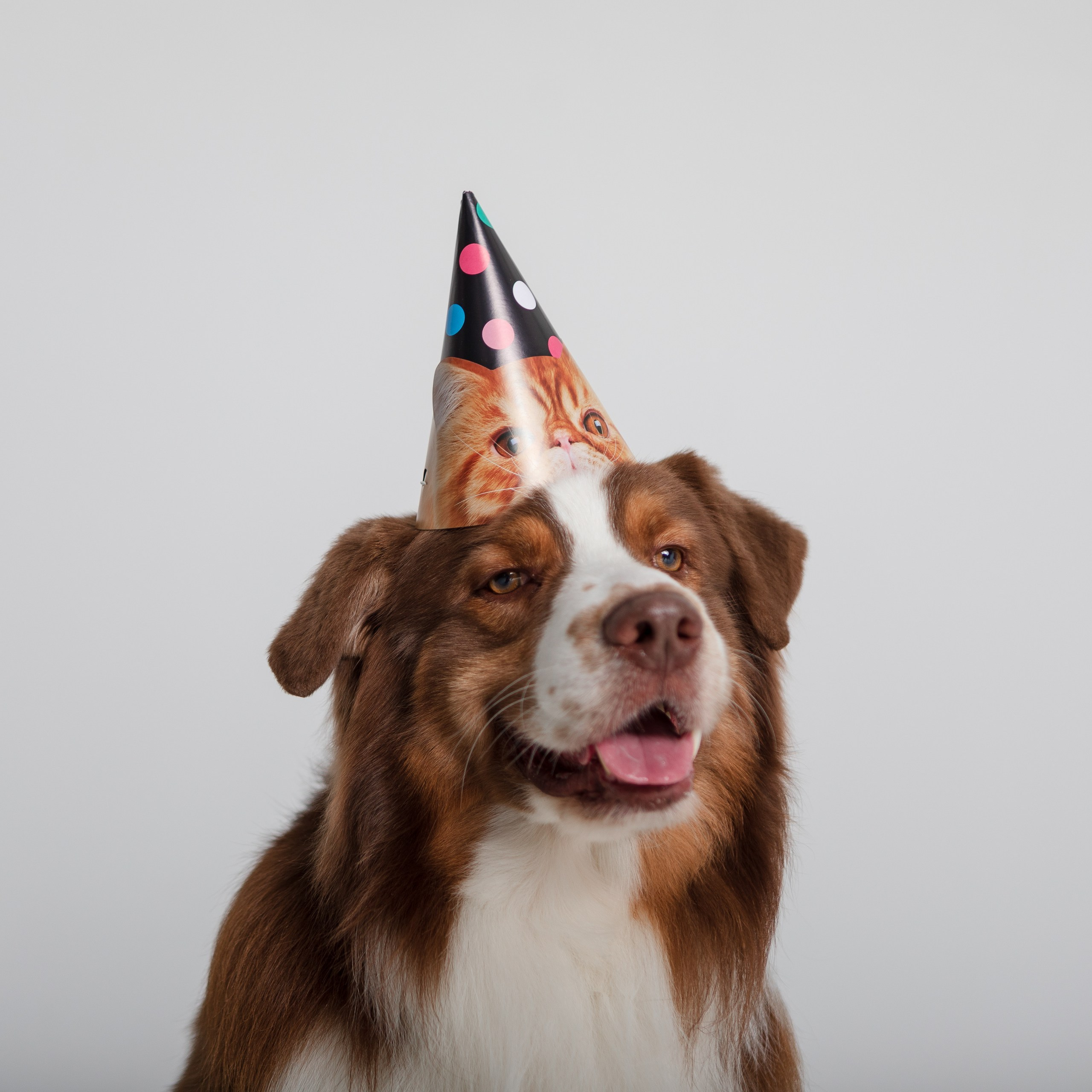 Аусси Браавос. Студия. Фотограф анималист Кузнецова Анна Нижний Новгород