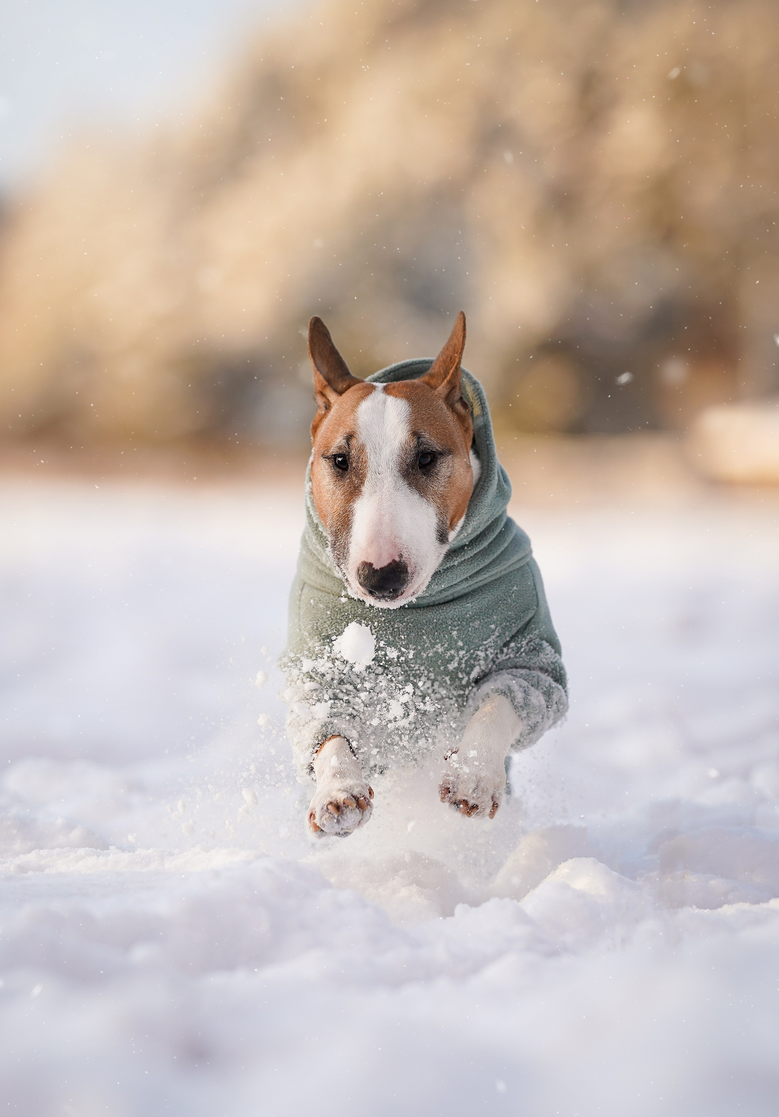 Панда и Юни Карелия. Фотограф-анималист в Санкт-Петербурге Яна Мартынова