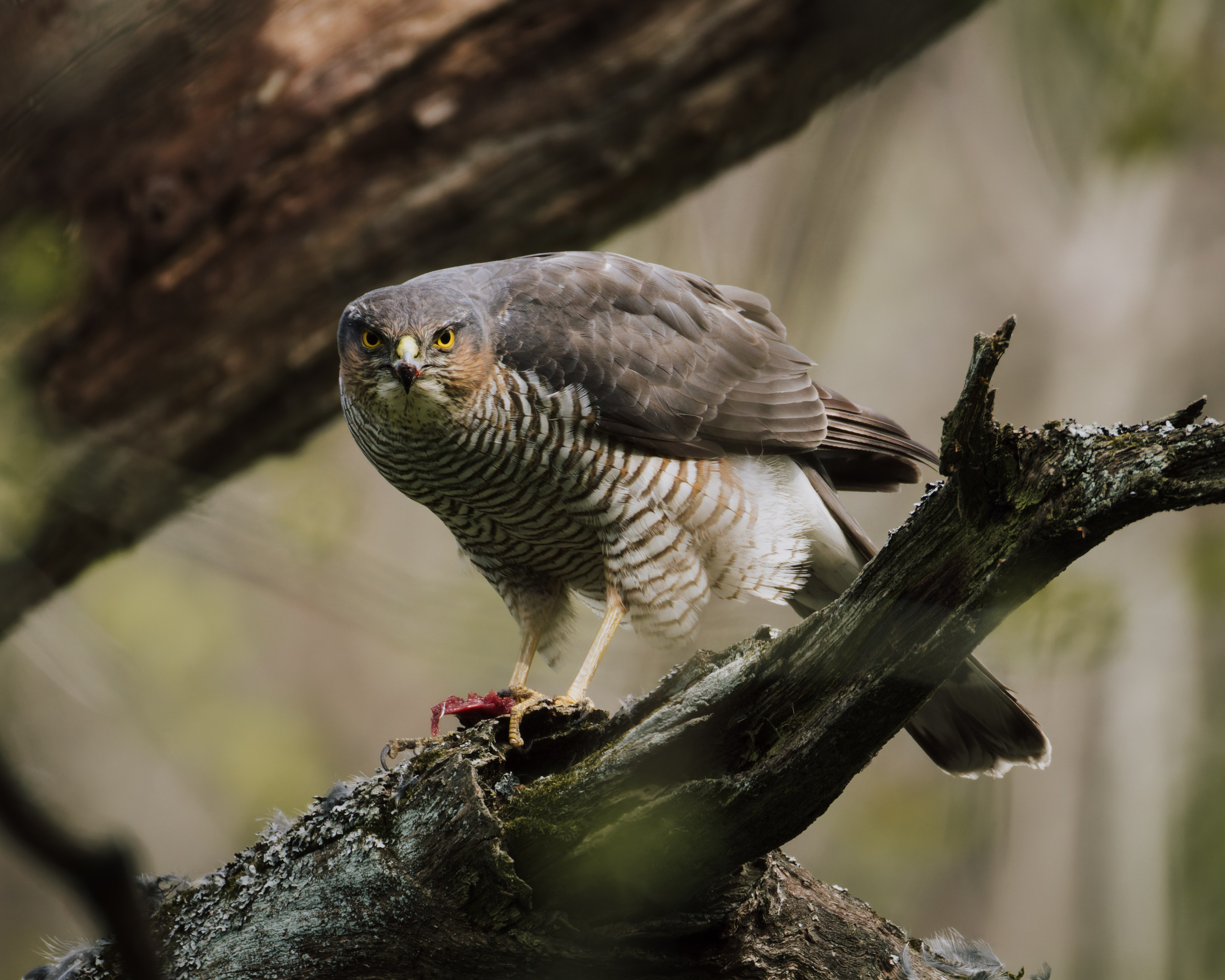 Voronezh 2025. Anton Chernov | Wildlife photographer