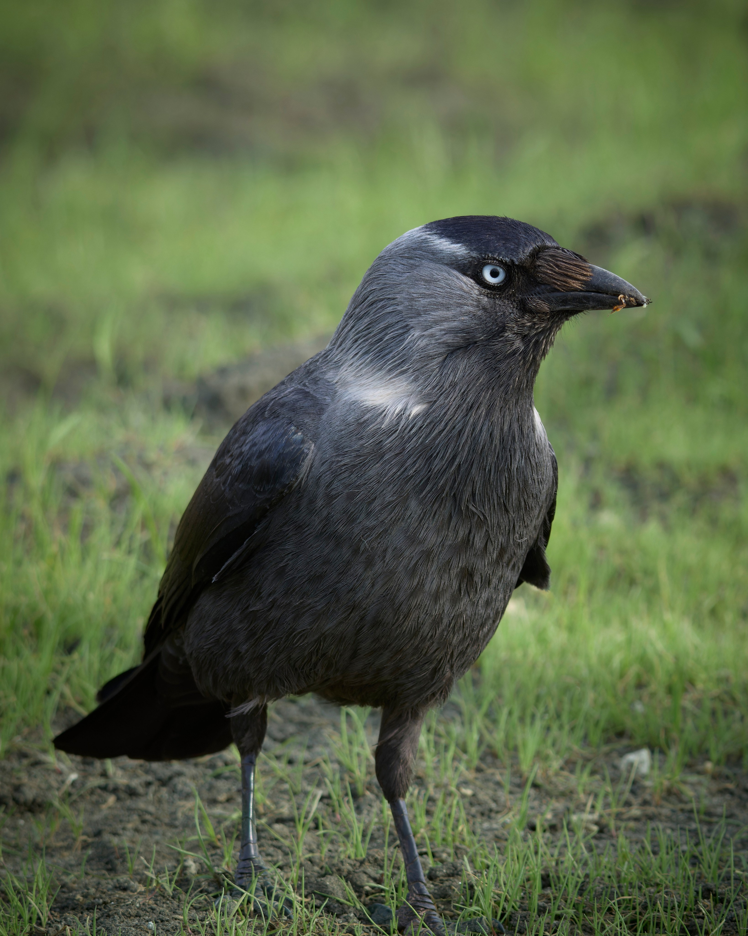 Voronezh 2024. Anton Chernov | Wildlife photographer