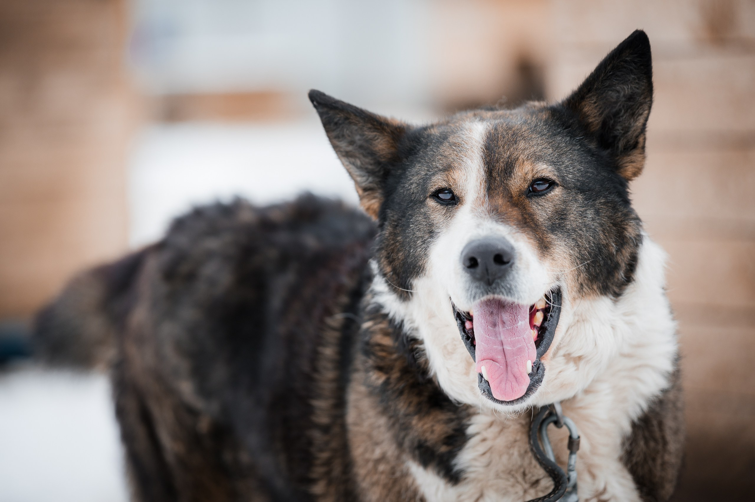 Арси. Улыбка собаки — спасение и пристройство бездомных собак