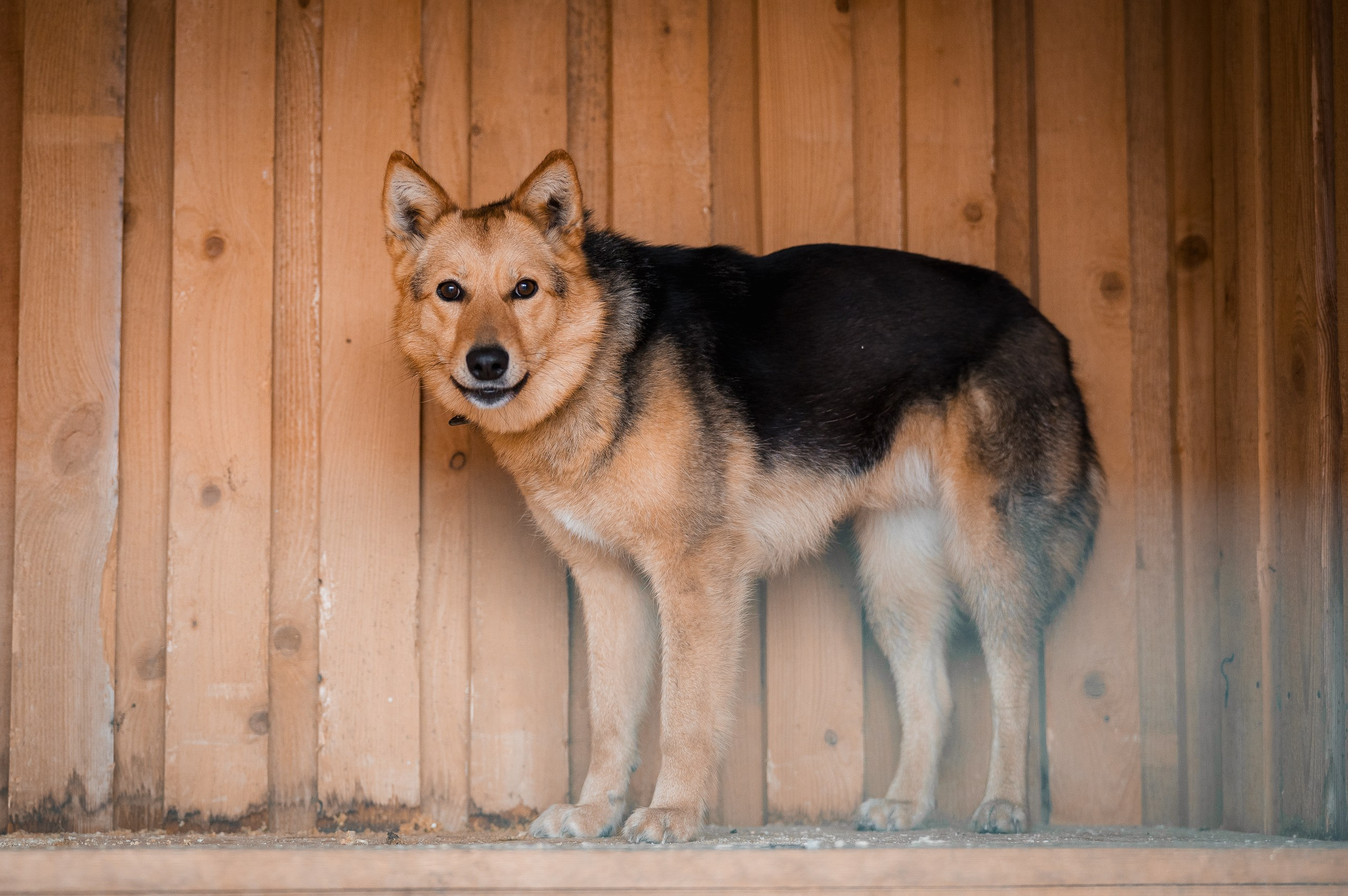 Ася. Улыбка собаки — спасение и пристройство бездомных собак