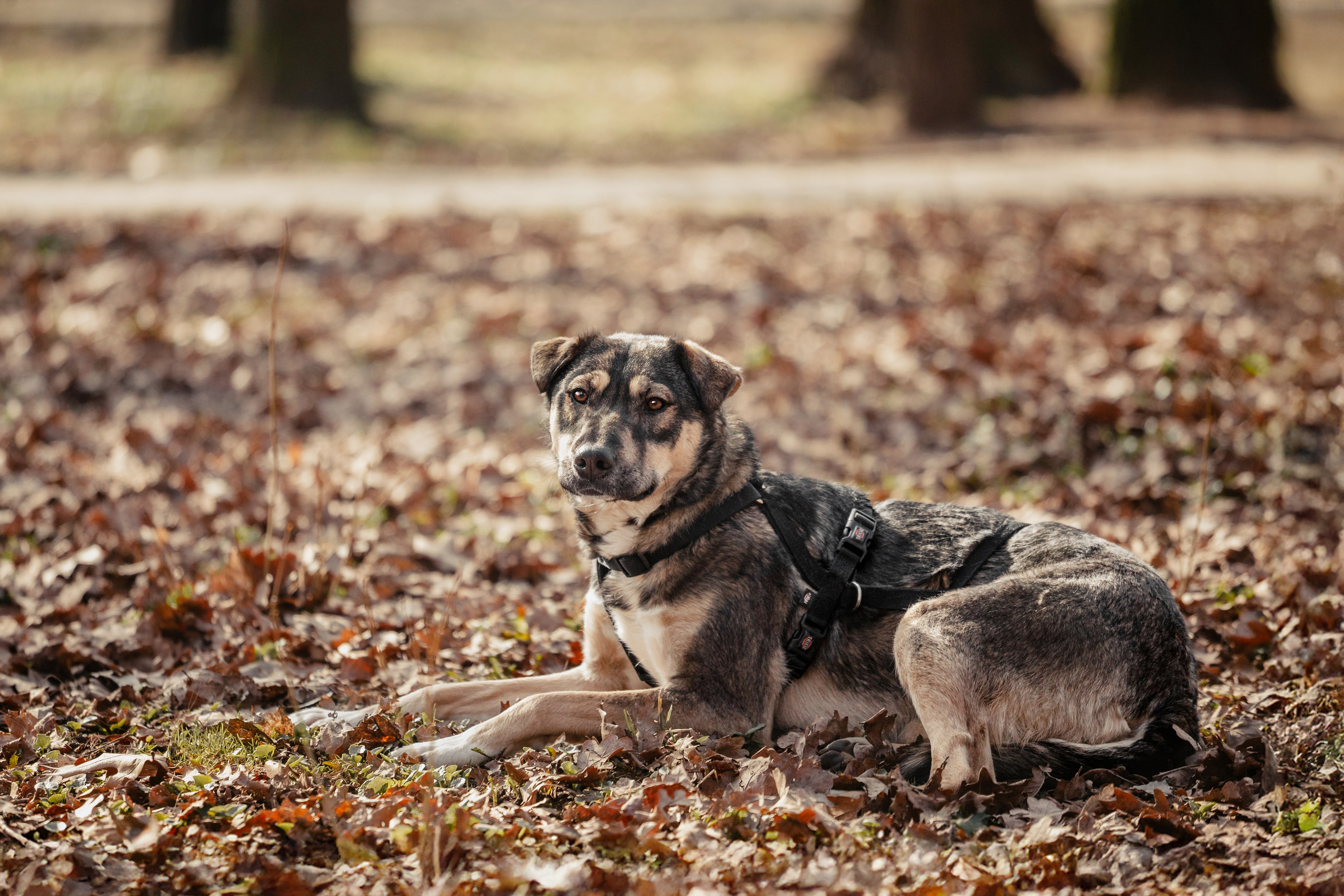 Собаки из приюта Дубовая роща весна 2025. Фотограф-анималист Татьяна Степанова