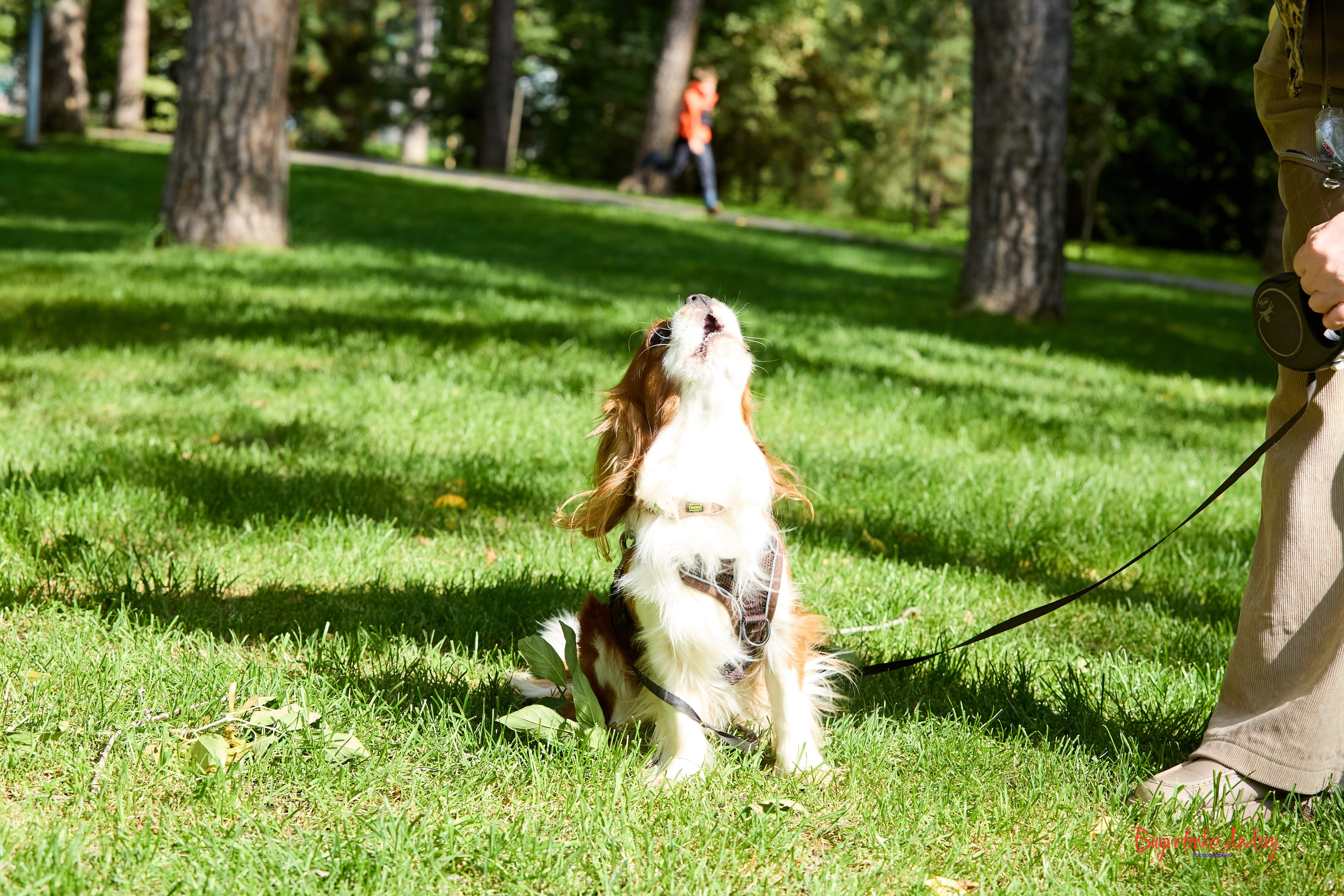 Фотопрогулка с кавалерами. Buyvolenko Andrey