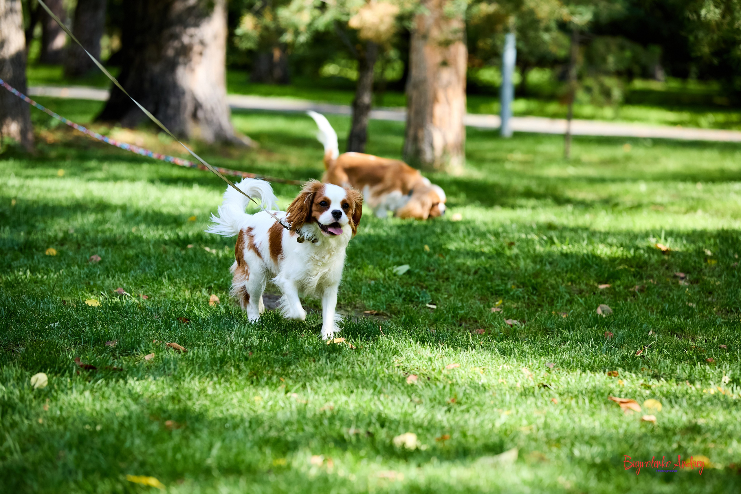 Фотопрогулка с кавалерами. Buyvolenko Andrey