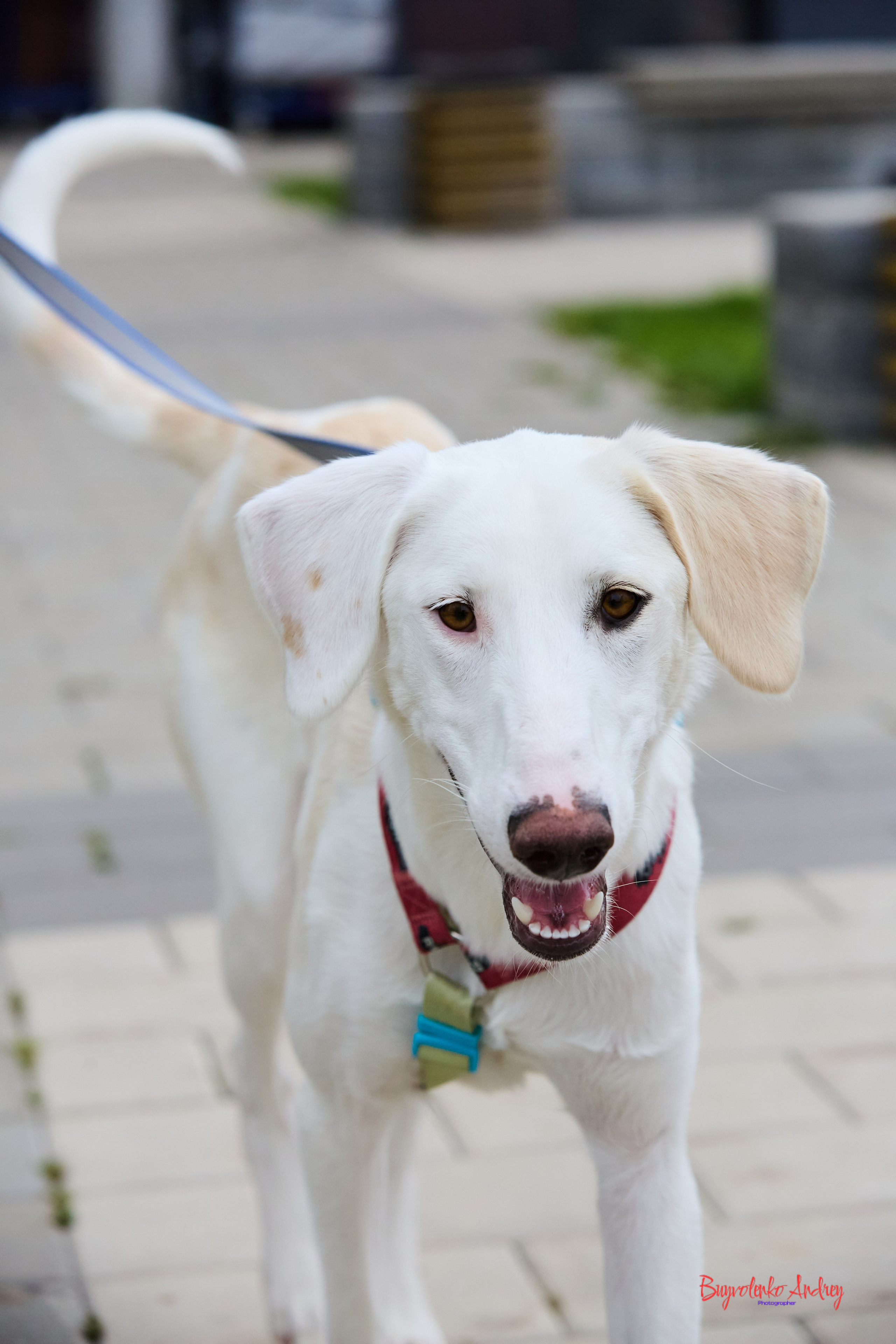 Проект фотопрогулка с хвостиком. Buyvolenko Andrey