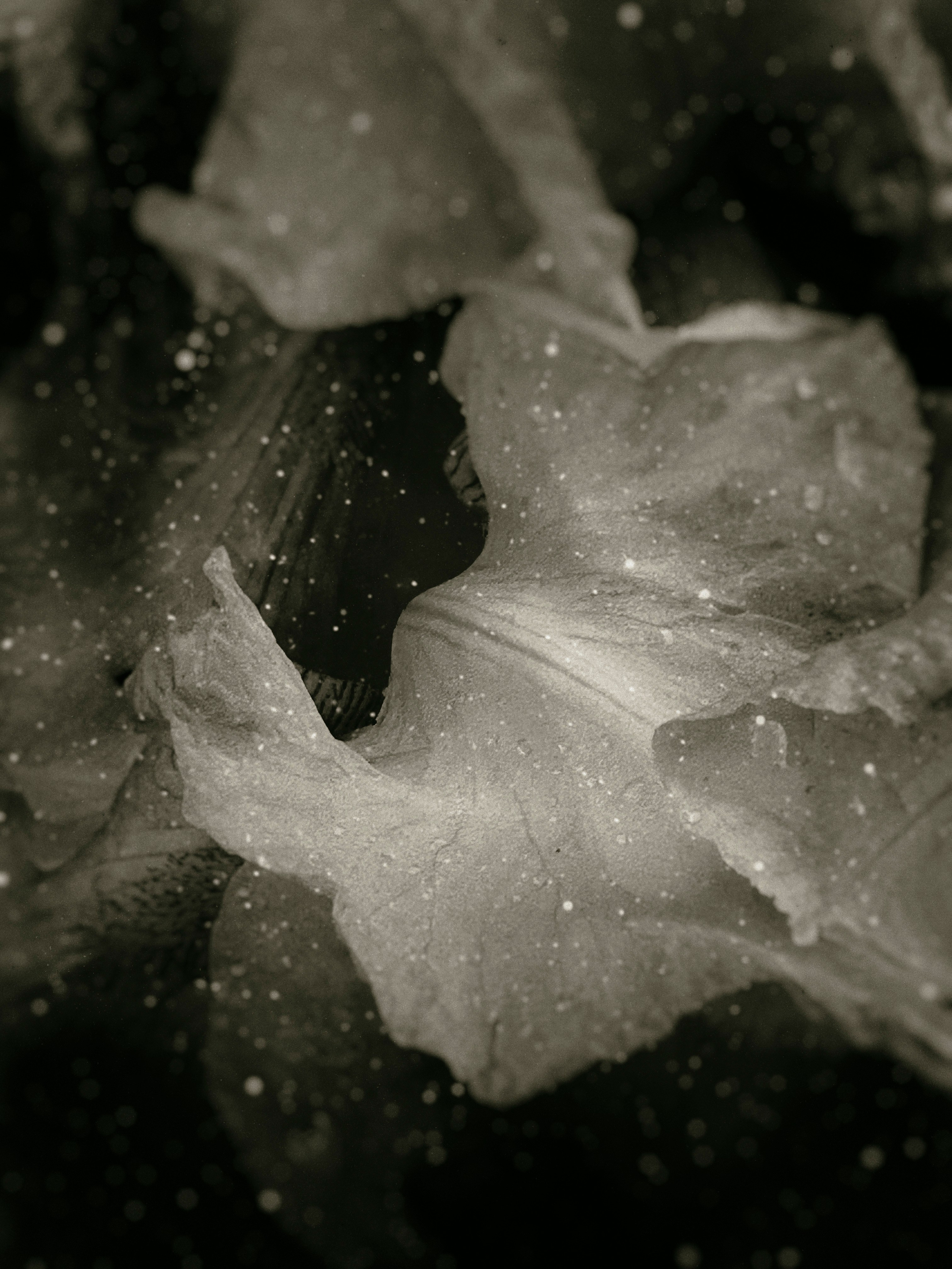 Flowers. Visual artist