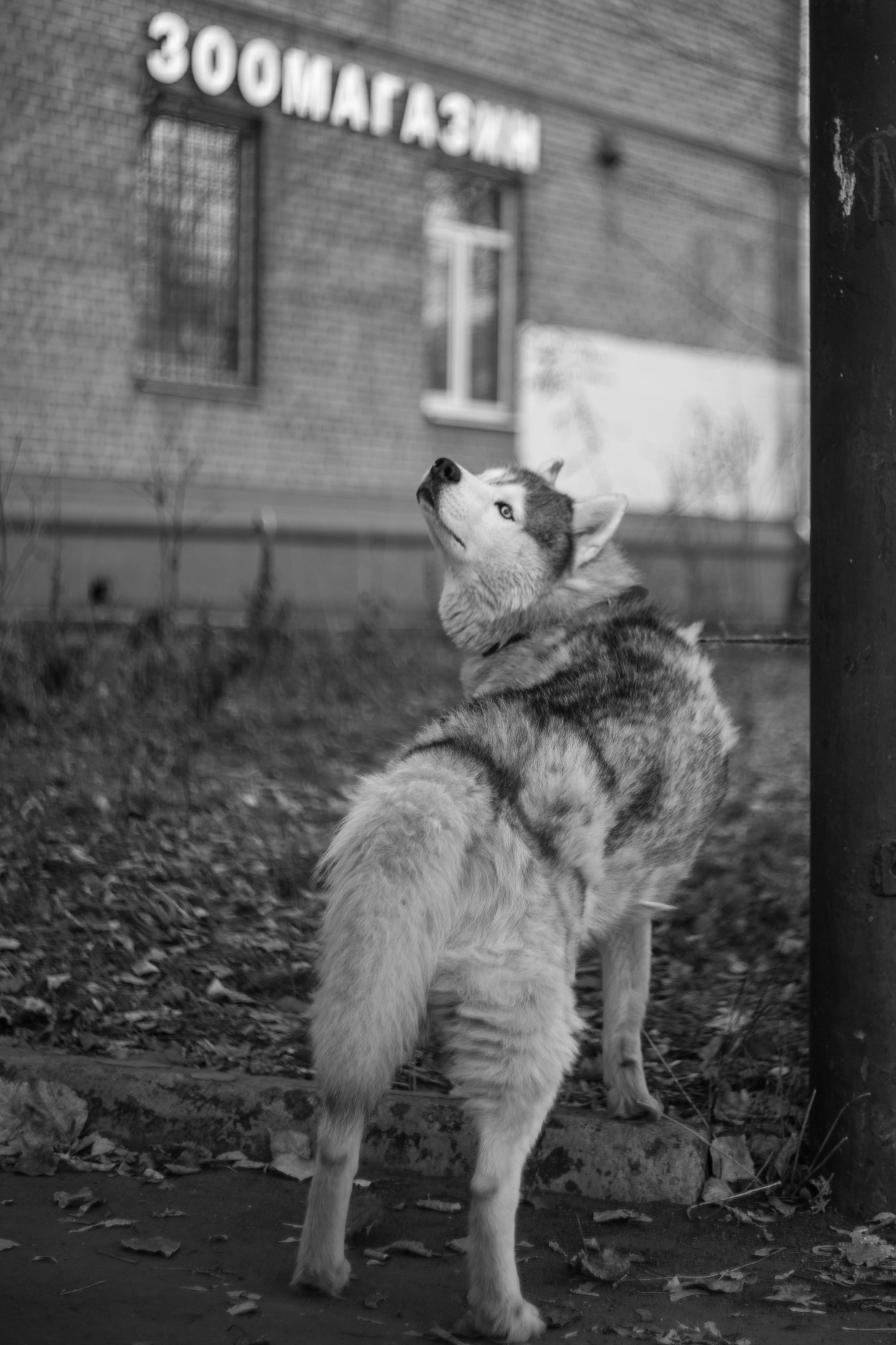 Снимки. Репортажный фотограф. Из России с любовью