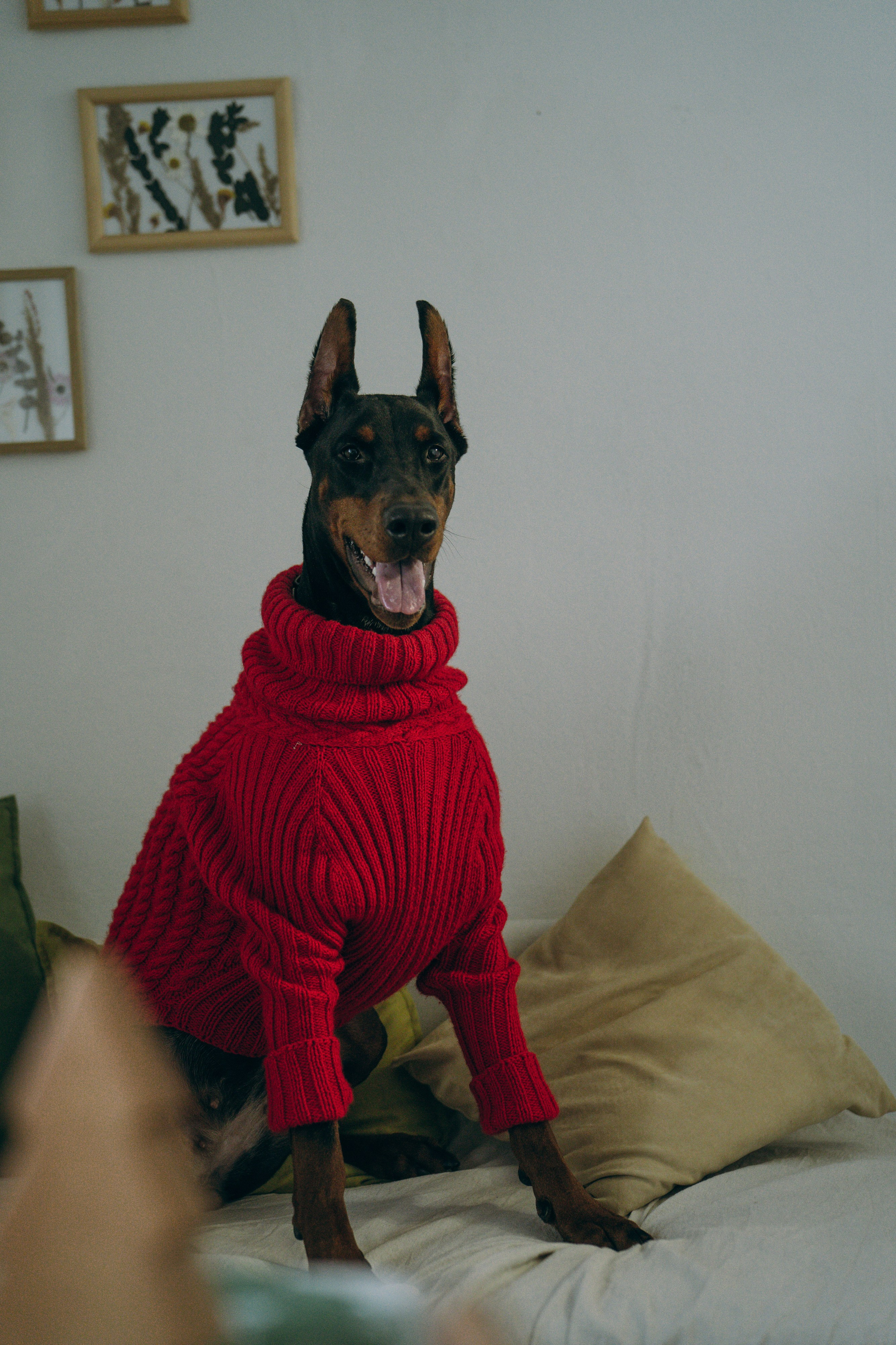 Саша и Асти. Фотограф анималист в Москве и Санкт-Петербурге Свиридова Анна