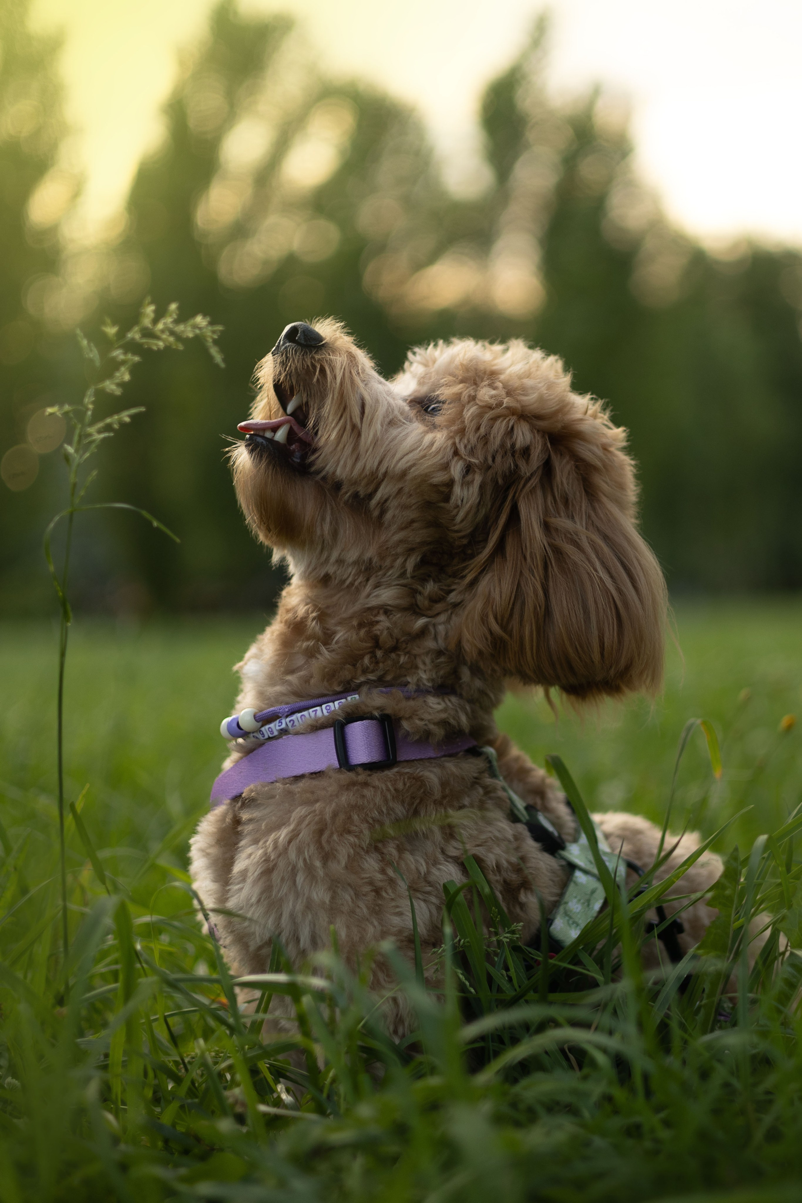 Влада, Николай и Тео. Фотограф животных Евгения Верцинская