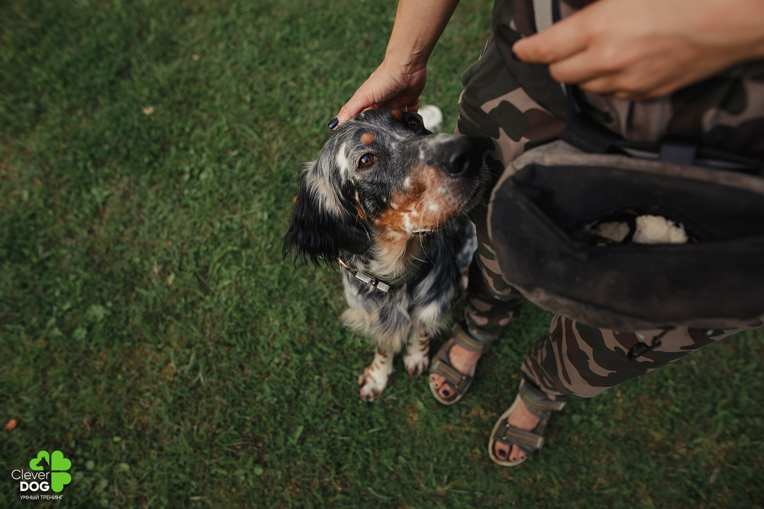 Кинологический лагерь CleverDog, 2024. Фотограф-анималист Mary Mart — Москва, Питер