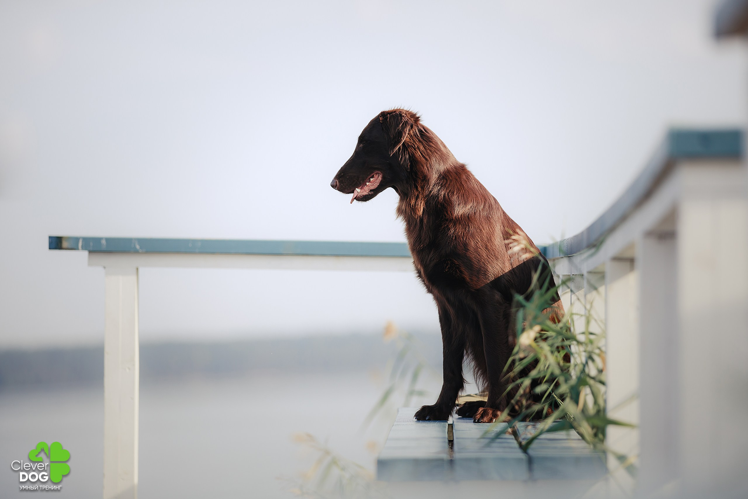 Кинологический лагерь CleverDog, 2024. Фотограф-анималист Mary Mart — Москва, Питер