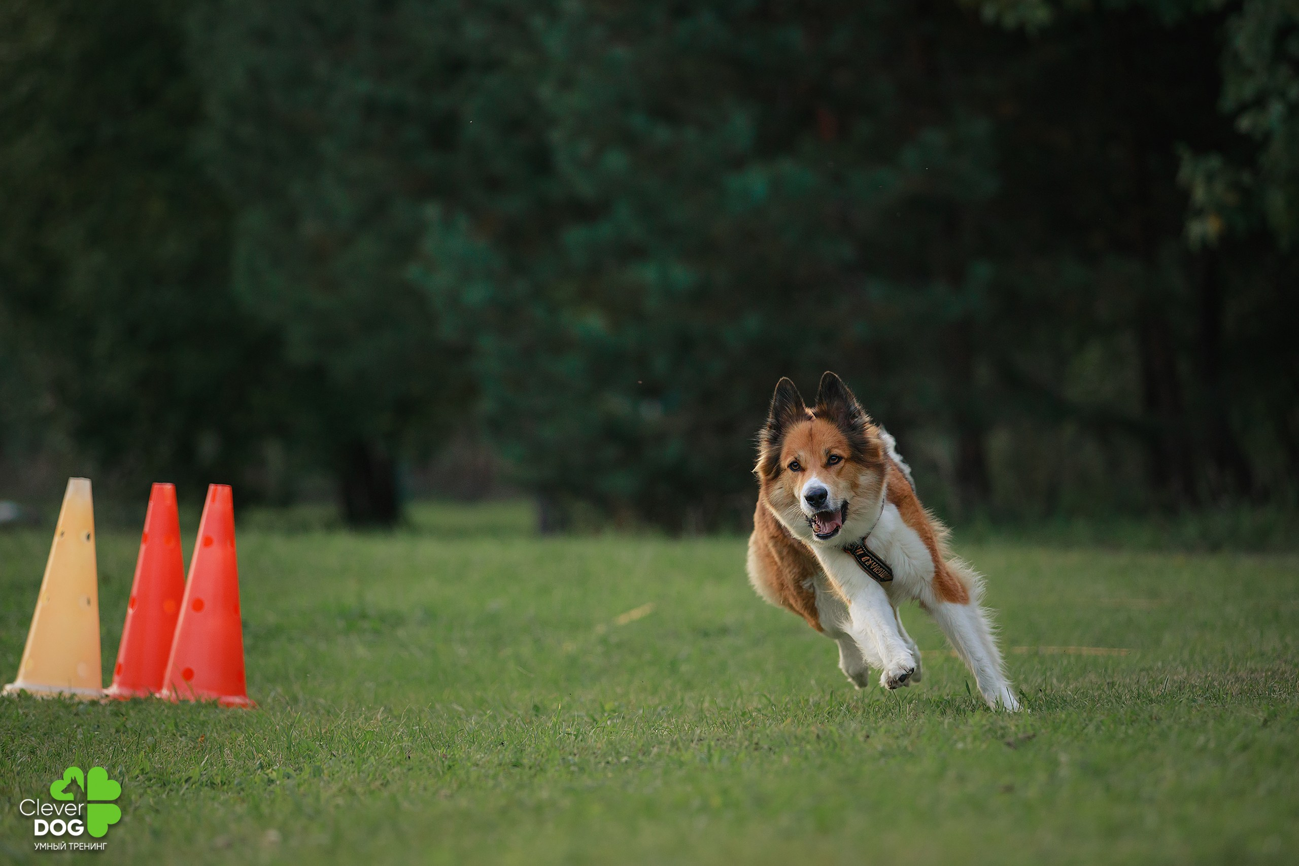 Кинологический лагерь CleverDog, 2024. Фотограф-анималист Mary Mart — Москва, Питер