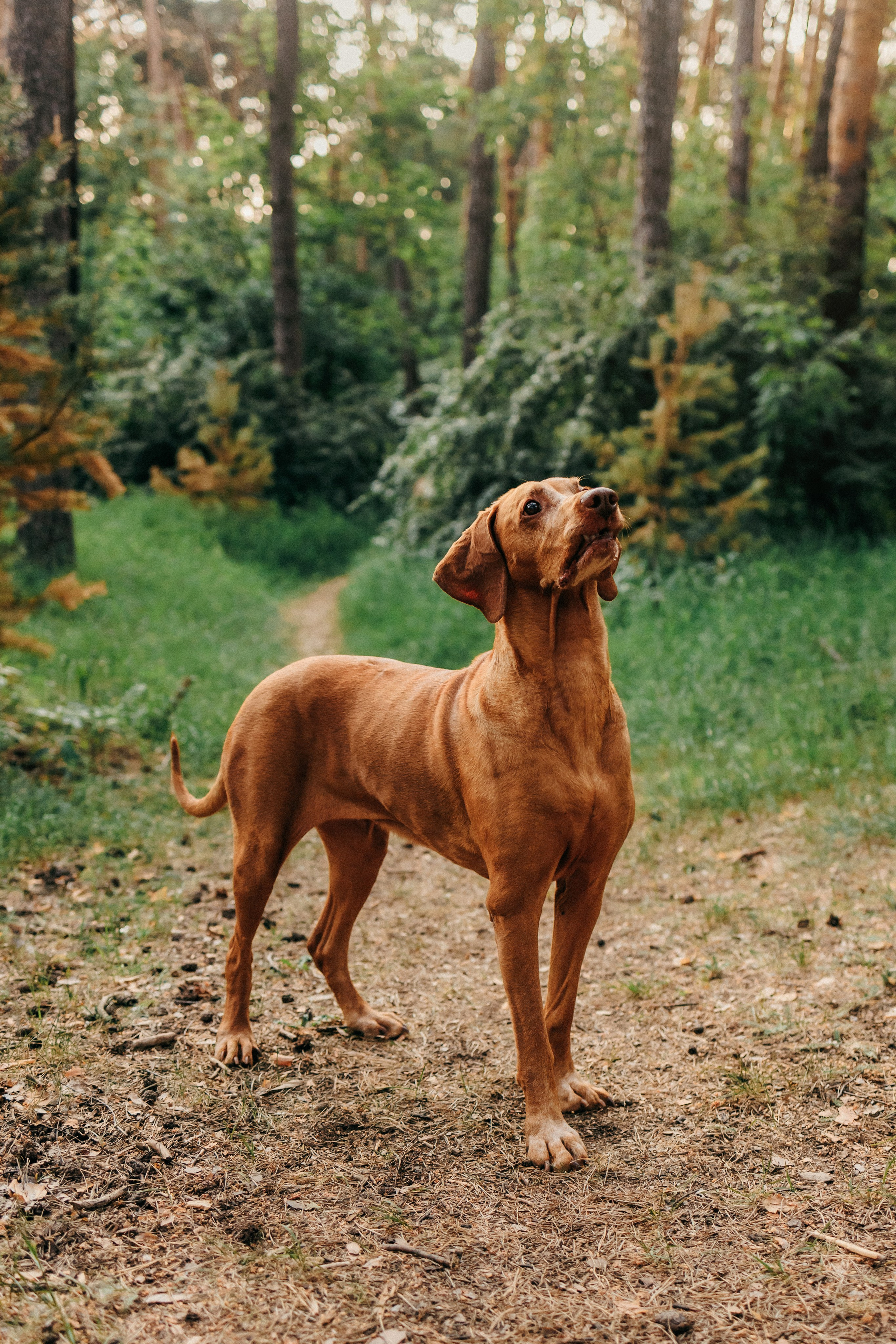 Марина, Глеб, Мая и Чили. Фотограф-анималист Елена Радченко, Москва