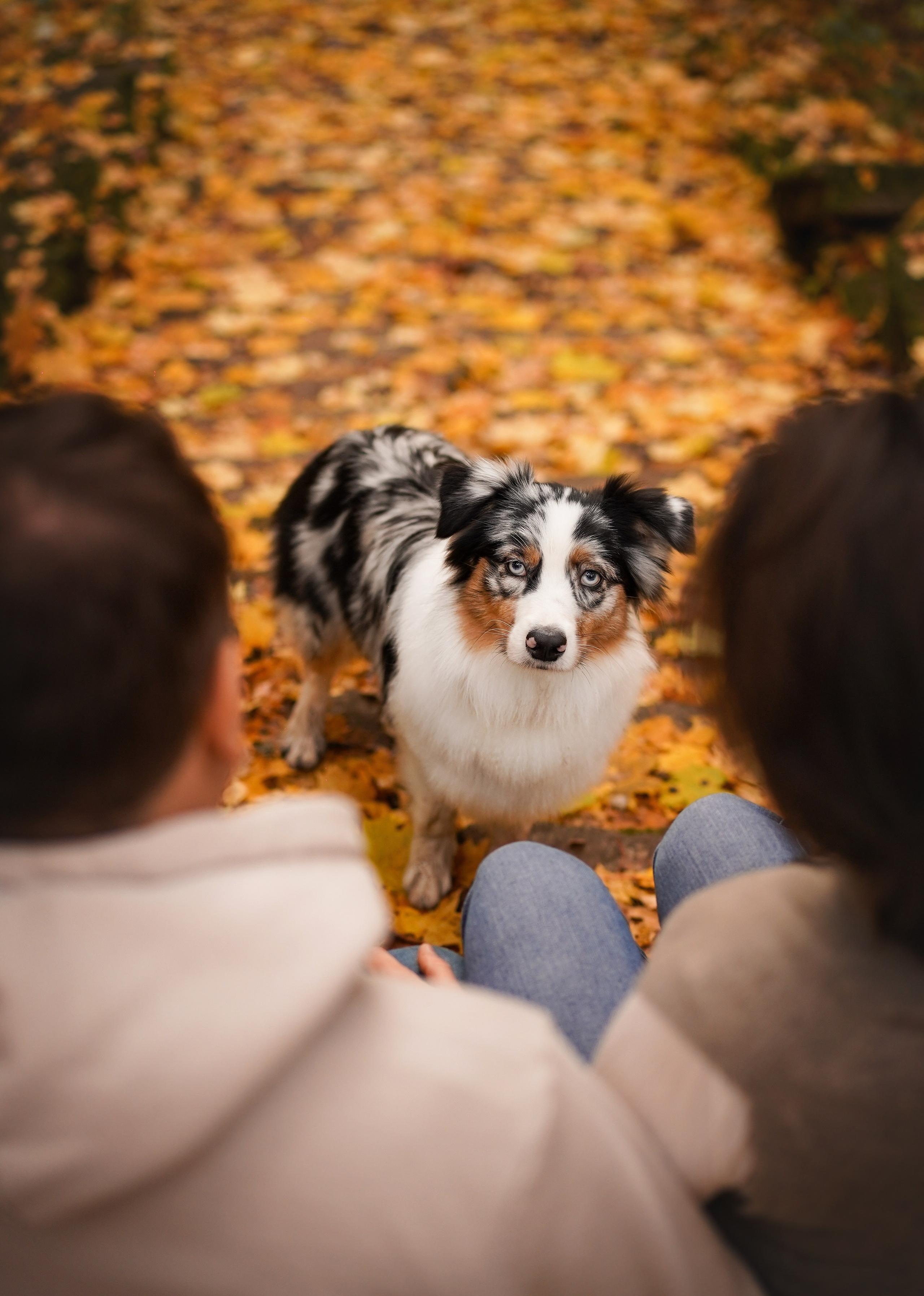 Соня Гавриил и Юкки. Фотограф-анималист в Санкт-Петербурге Яна Мартынова