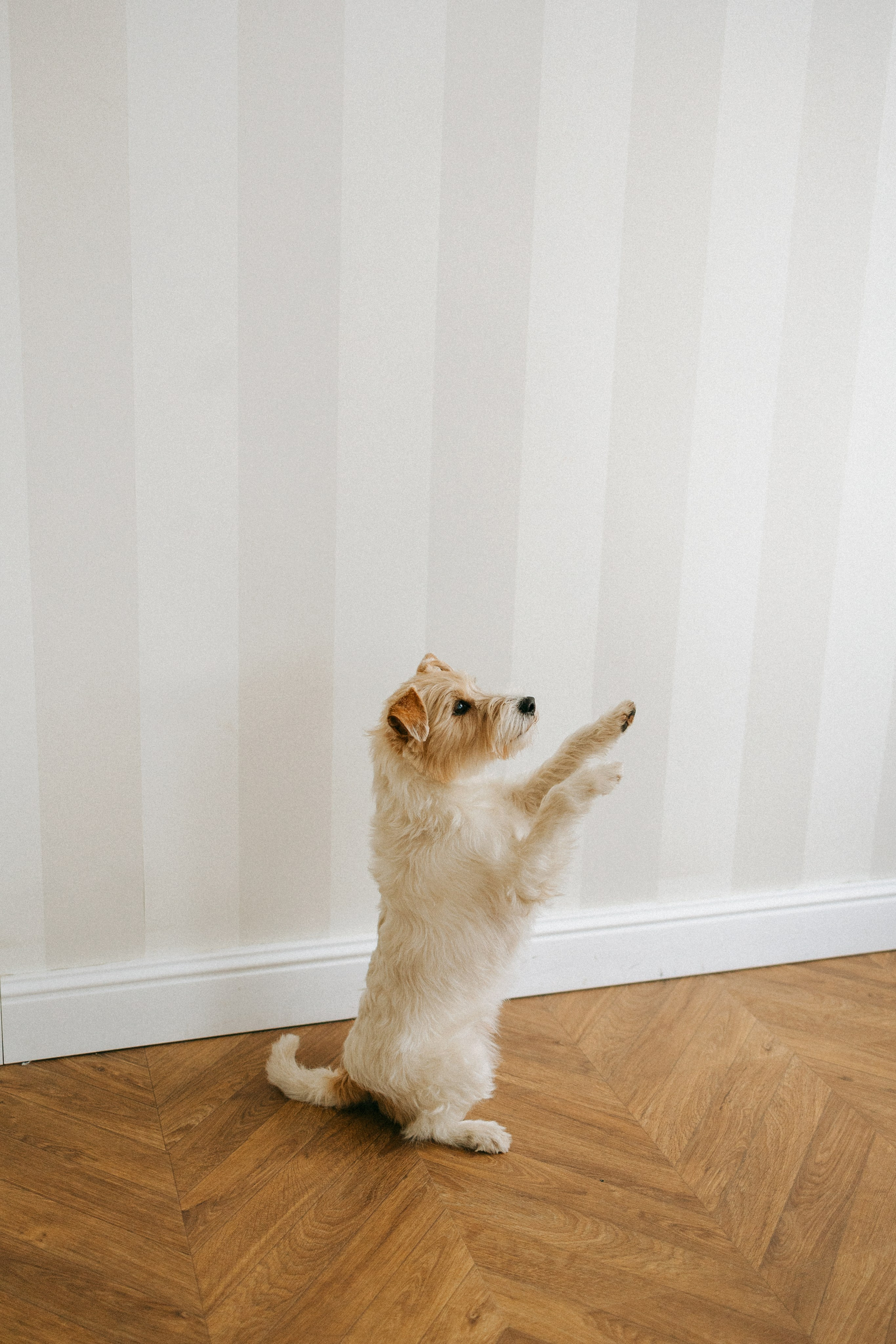 Цунами, Теон и Женя. Фотограф анималист Анастасия Пикей