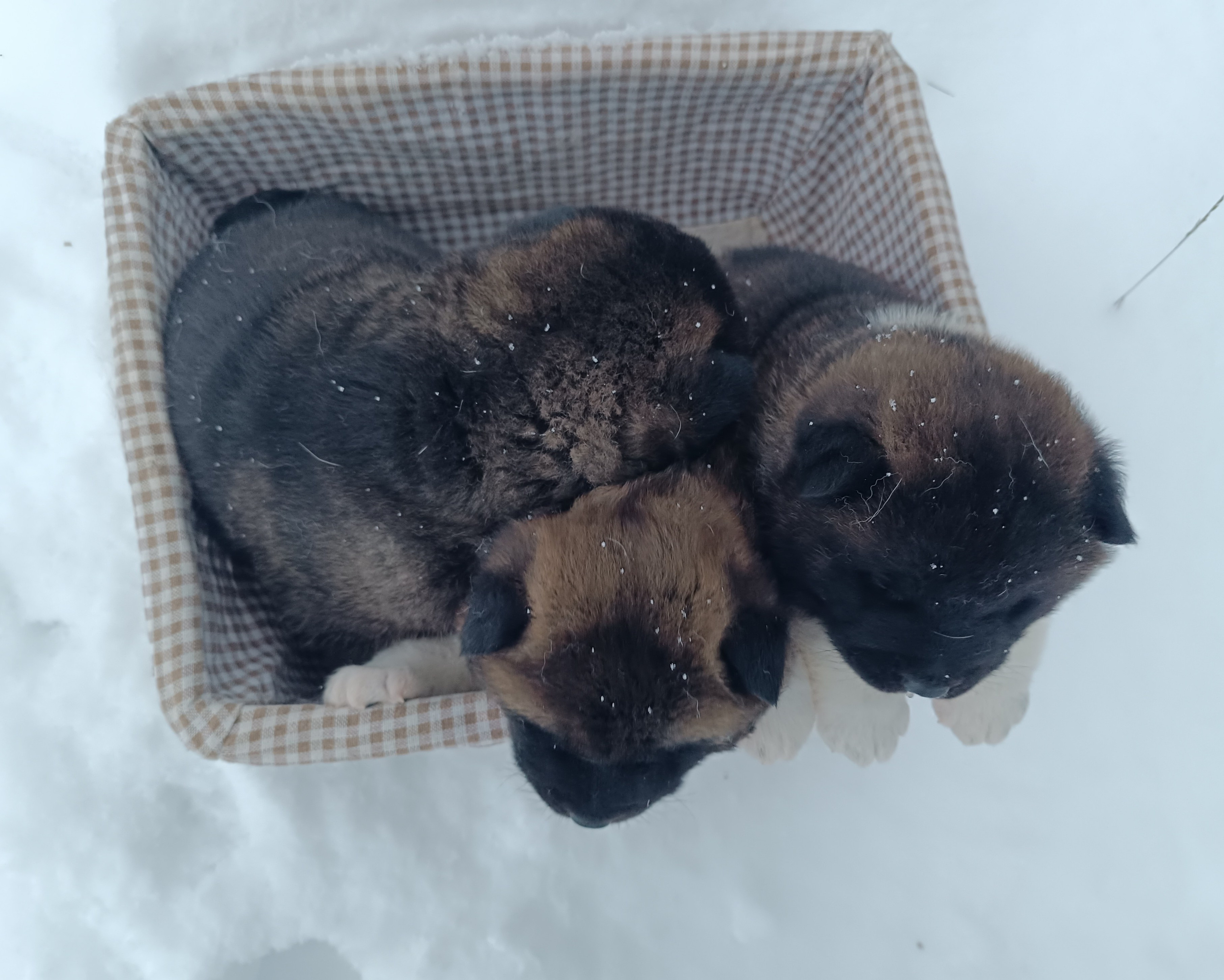 Американская акита  щенки питомник Санкт-Петербург клубные щенки Американская акита питомник RUBYLIGHT Рубилайт купить щенка американской акиты