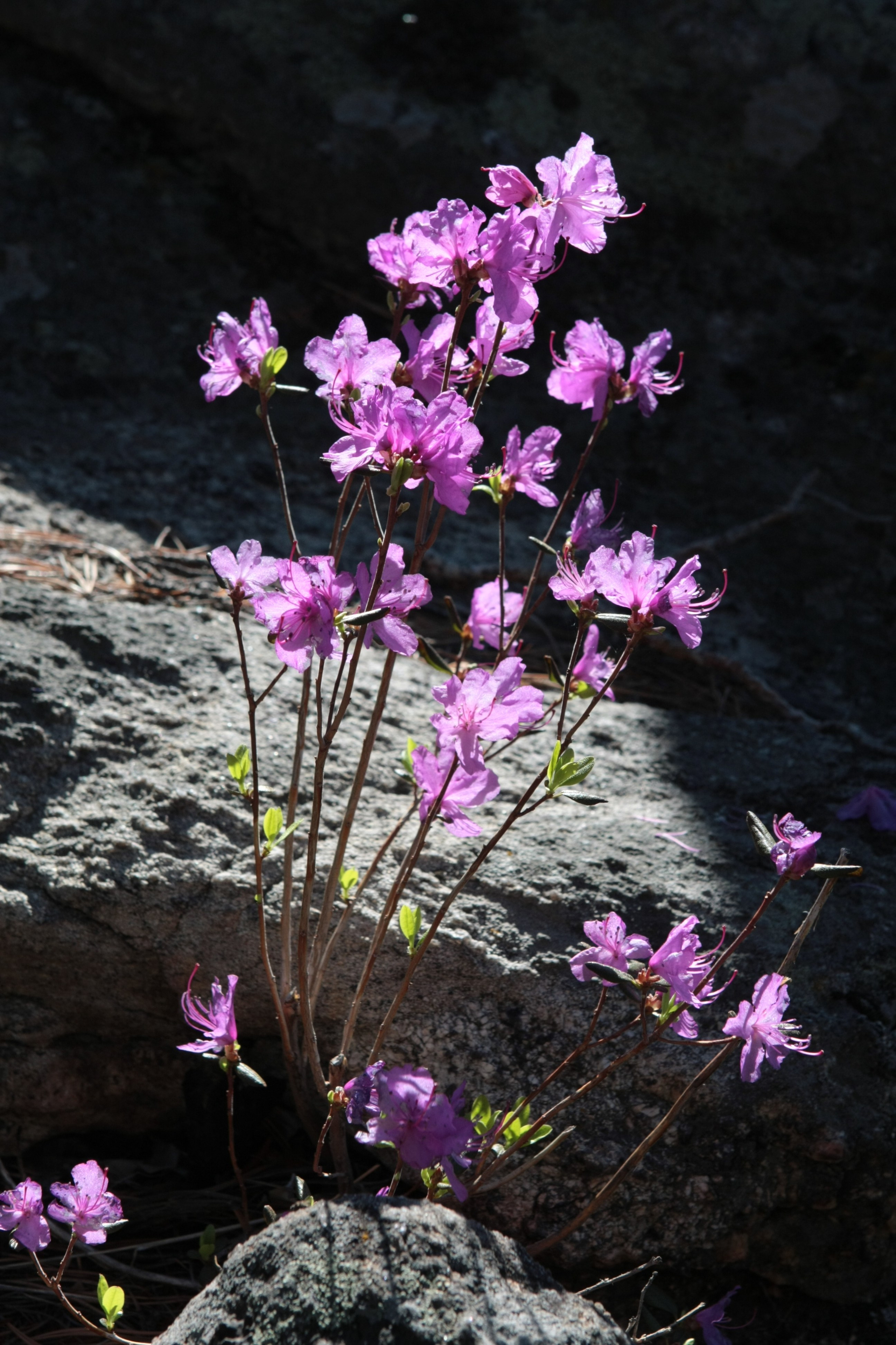 Фото Природы Забайкалья. Студия Максима Белослюдцева