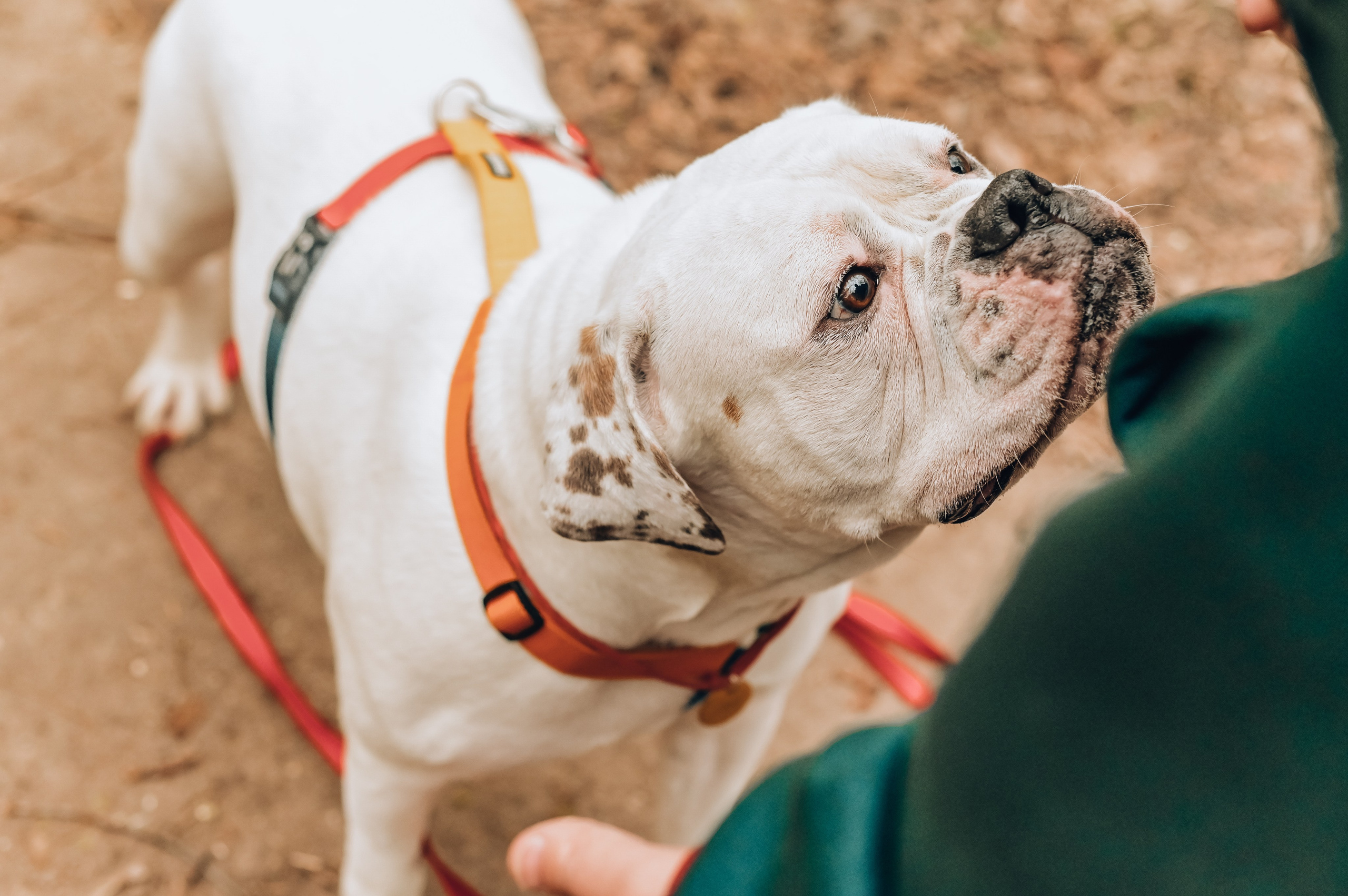 Занятие с кинологом. Семейный и репортажный фотограф в Москве Анастасия Трубкина