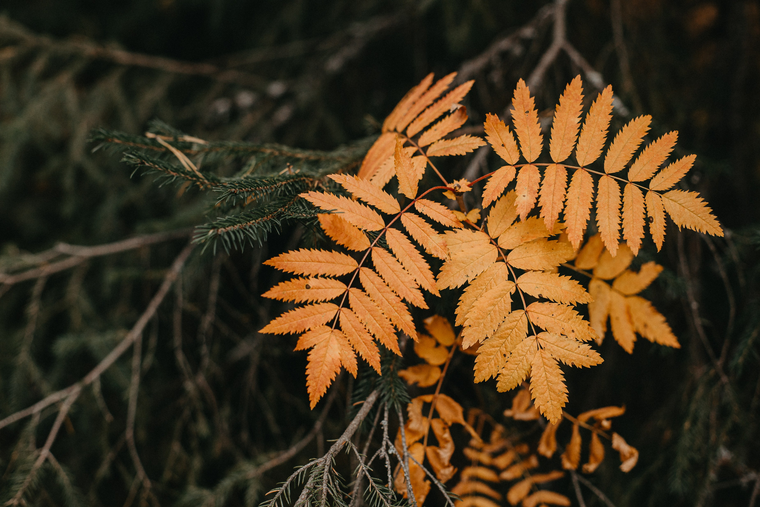Семь Братьев. Семейный фотограф Трусова Евгения в Екатеринбурге