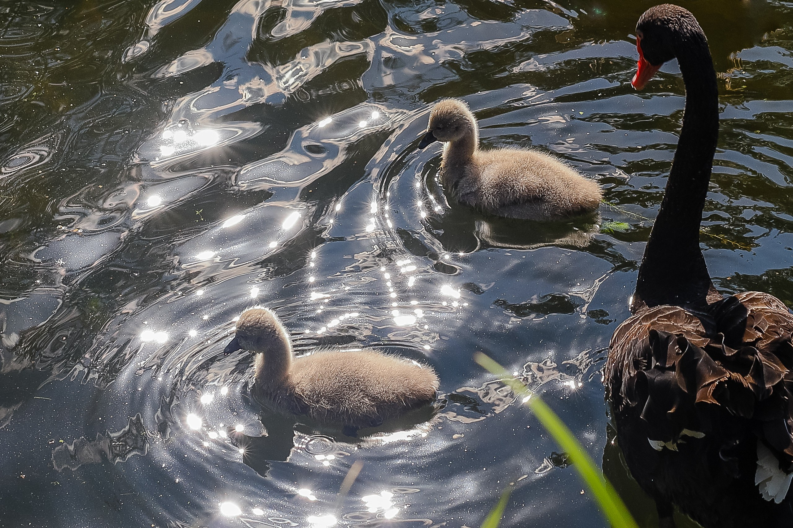 Чёрный лебедь с лебедятами