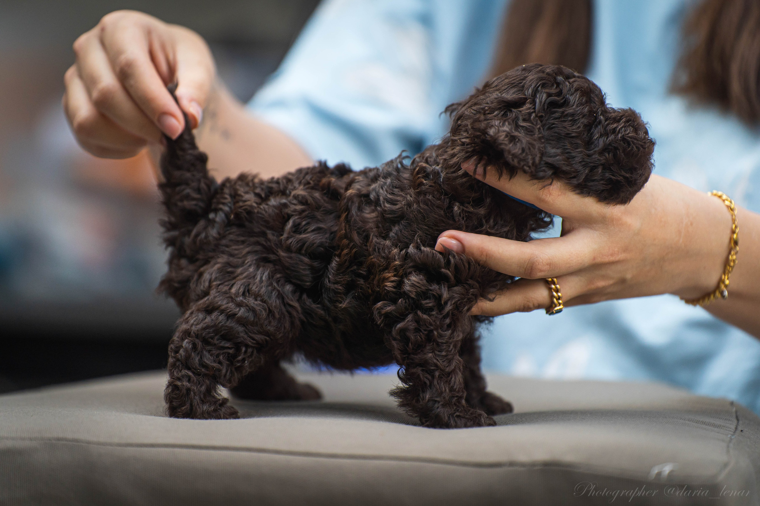 Питомник мини-пуделей. Фотограф в Москве Ленарская Дарья