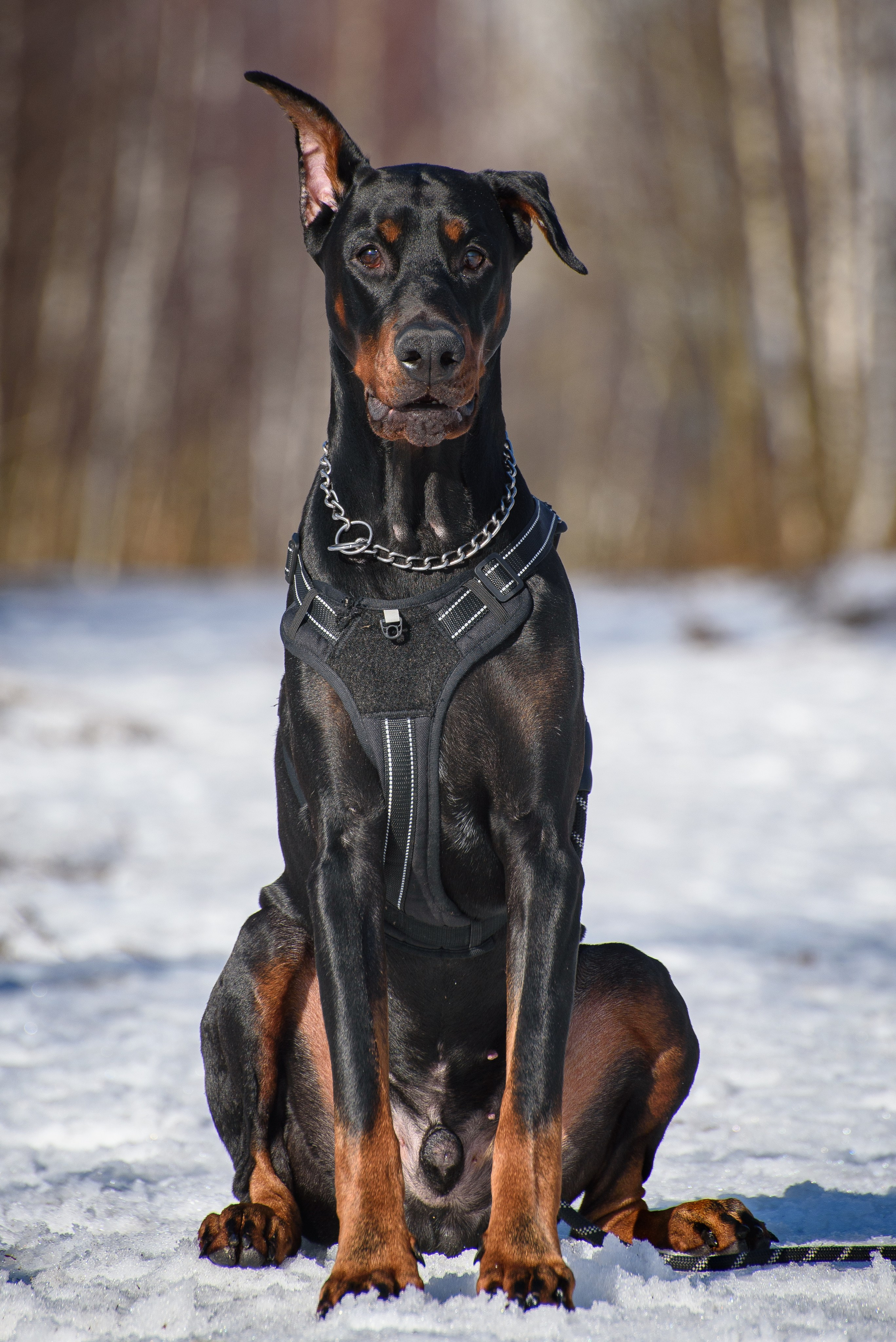 Фотосессию с любимым доберманом. Фотограф Макс Огурцов в Нижнем Новгороде