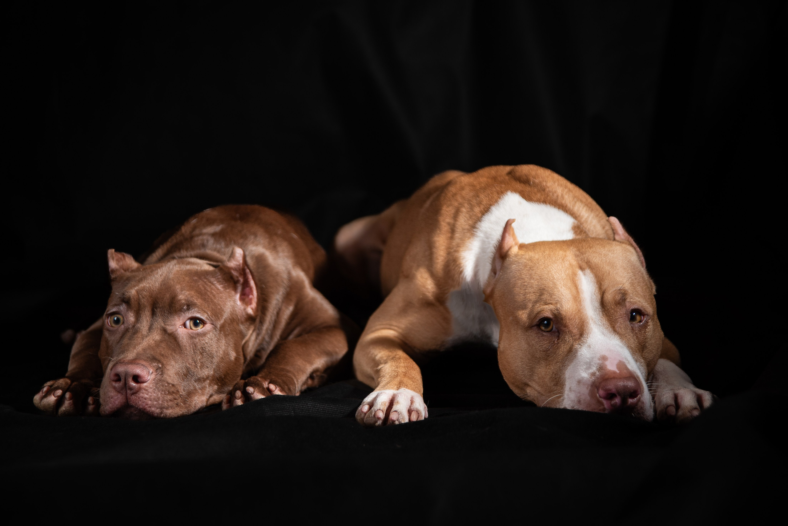 Фотосессия собак на чёрном фоне. Фотограф Макс Огурцов в Нижнем Новгороде