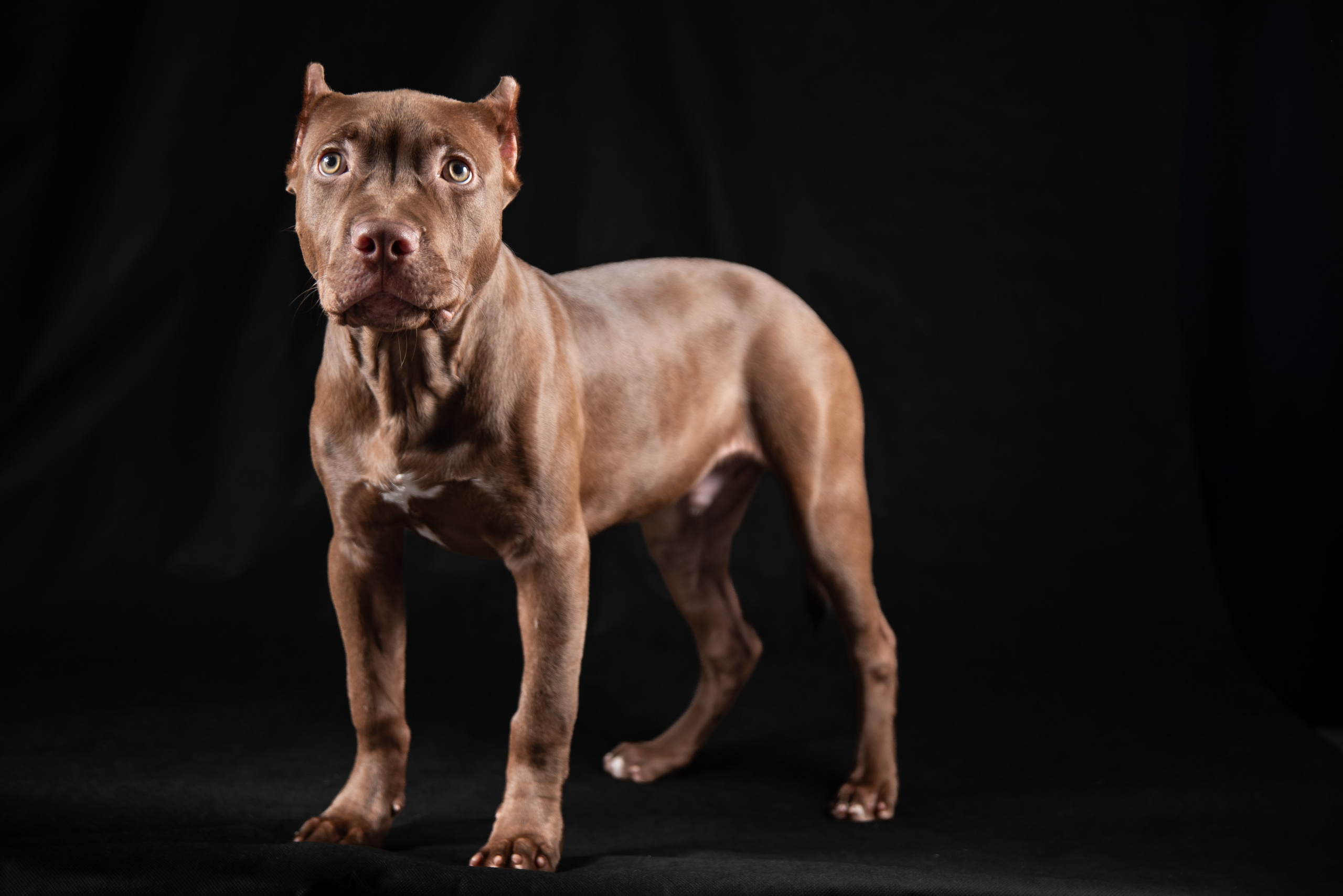 Фотосессия собак на чёрном фоне. Фотограф Макс Огурцов в Нижнем Новгороде