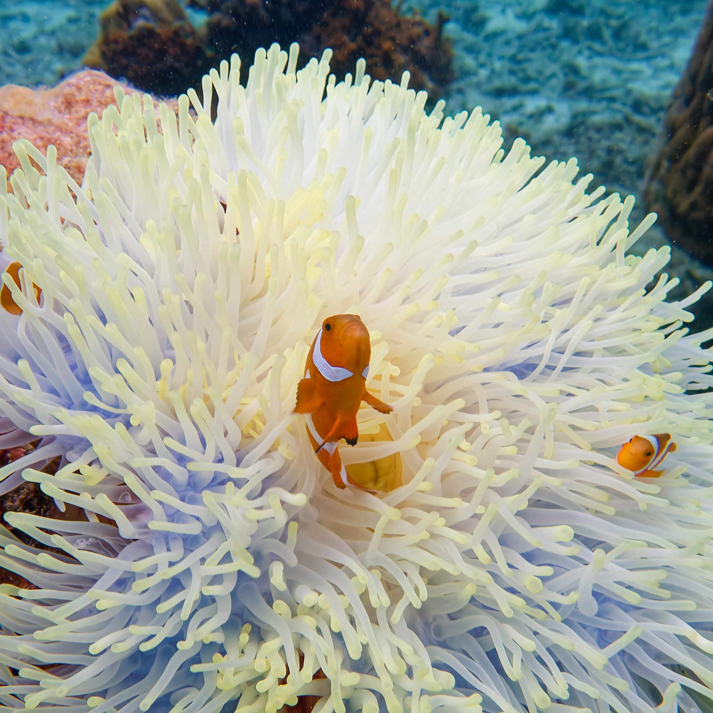 Мне посмотреть. Рыбов показываю