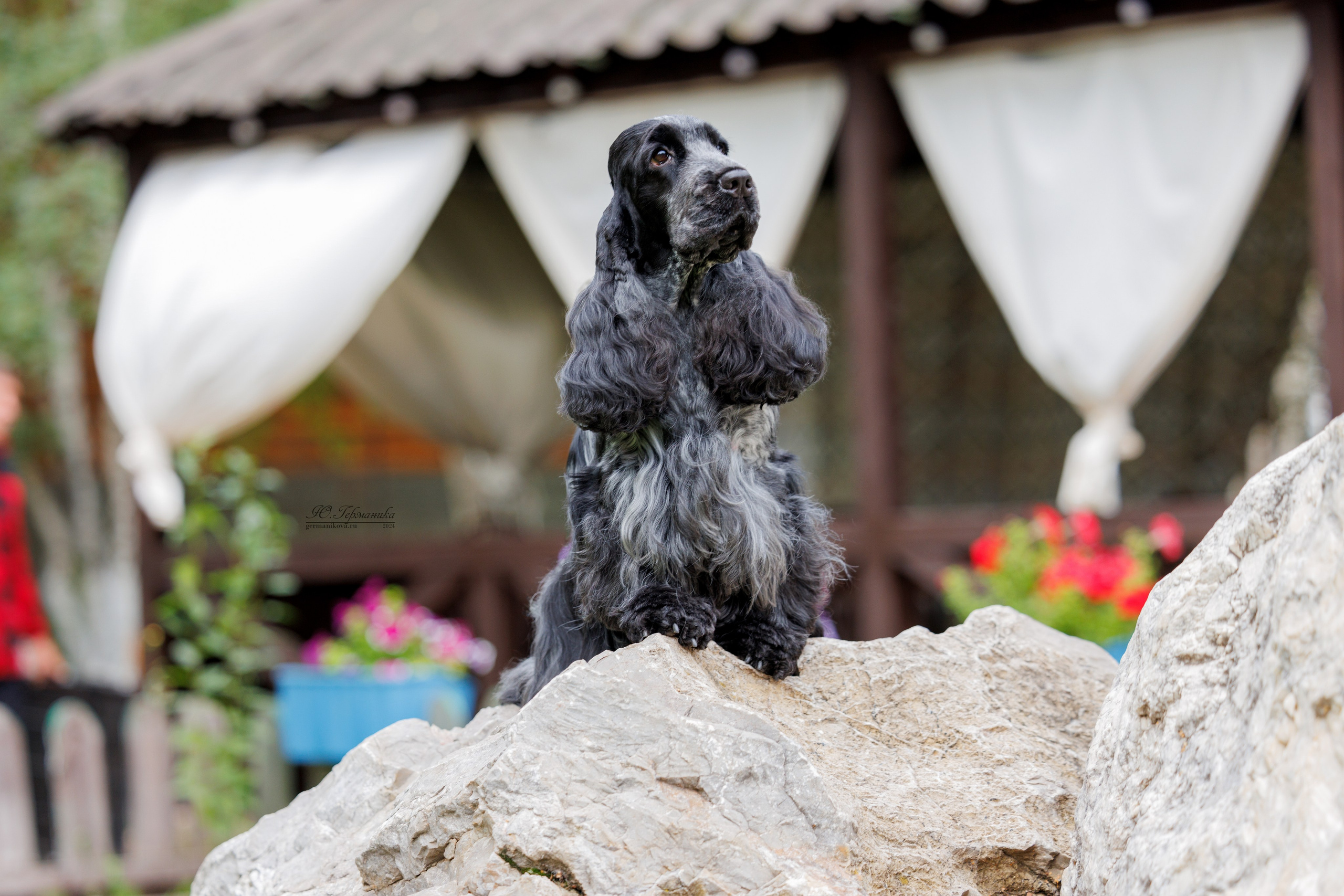 Астана 2хCACIB 17-18.08.2024. Фотограф-анималист Юлия Германика