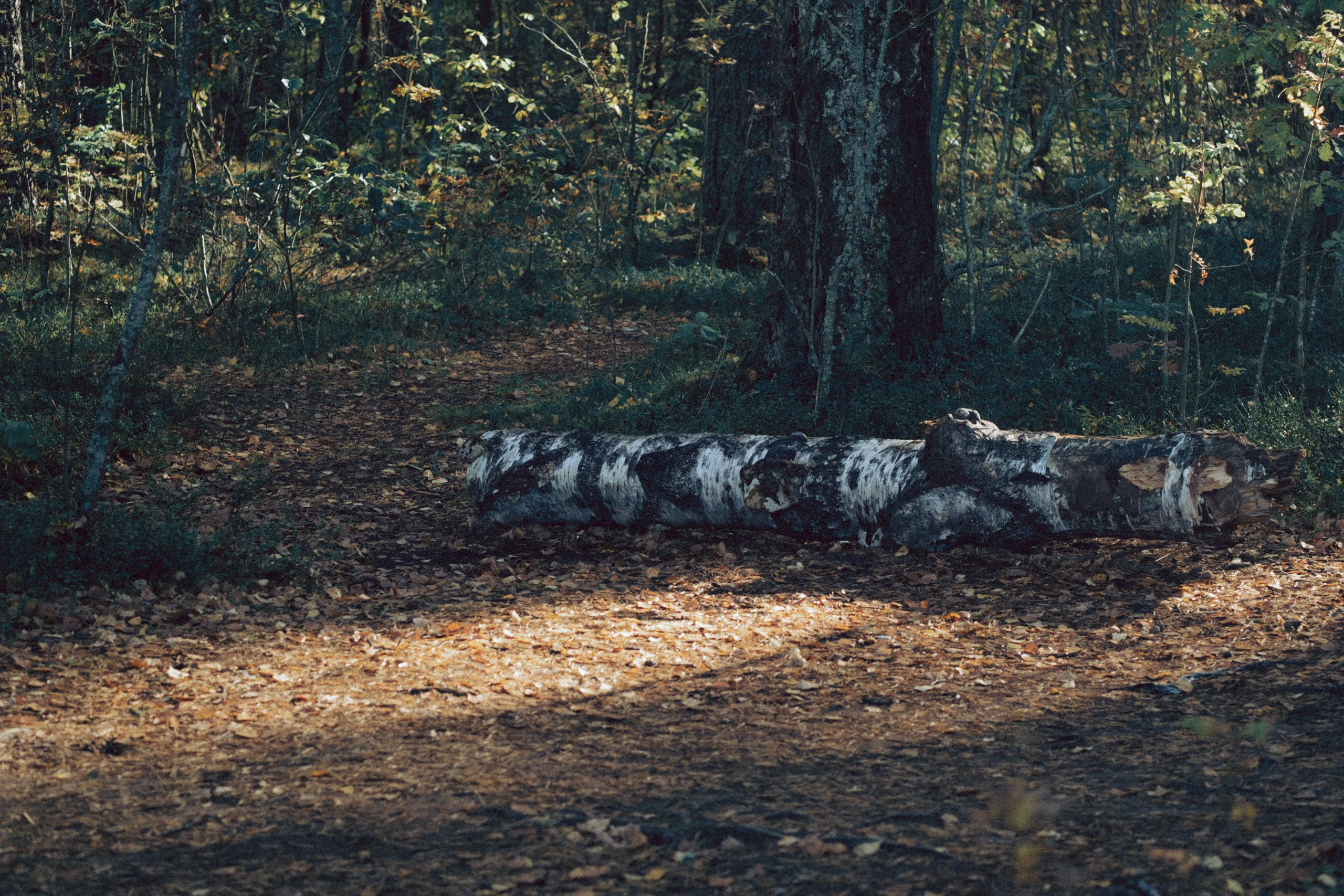 Осеняя прогулка. Профессиональный фотограф, Санкт-Петербург — Виктория Богомолова