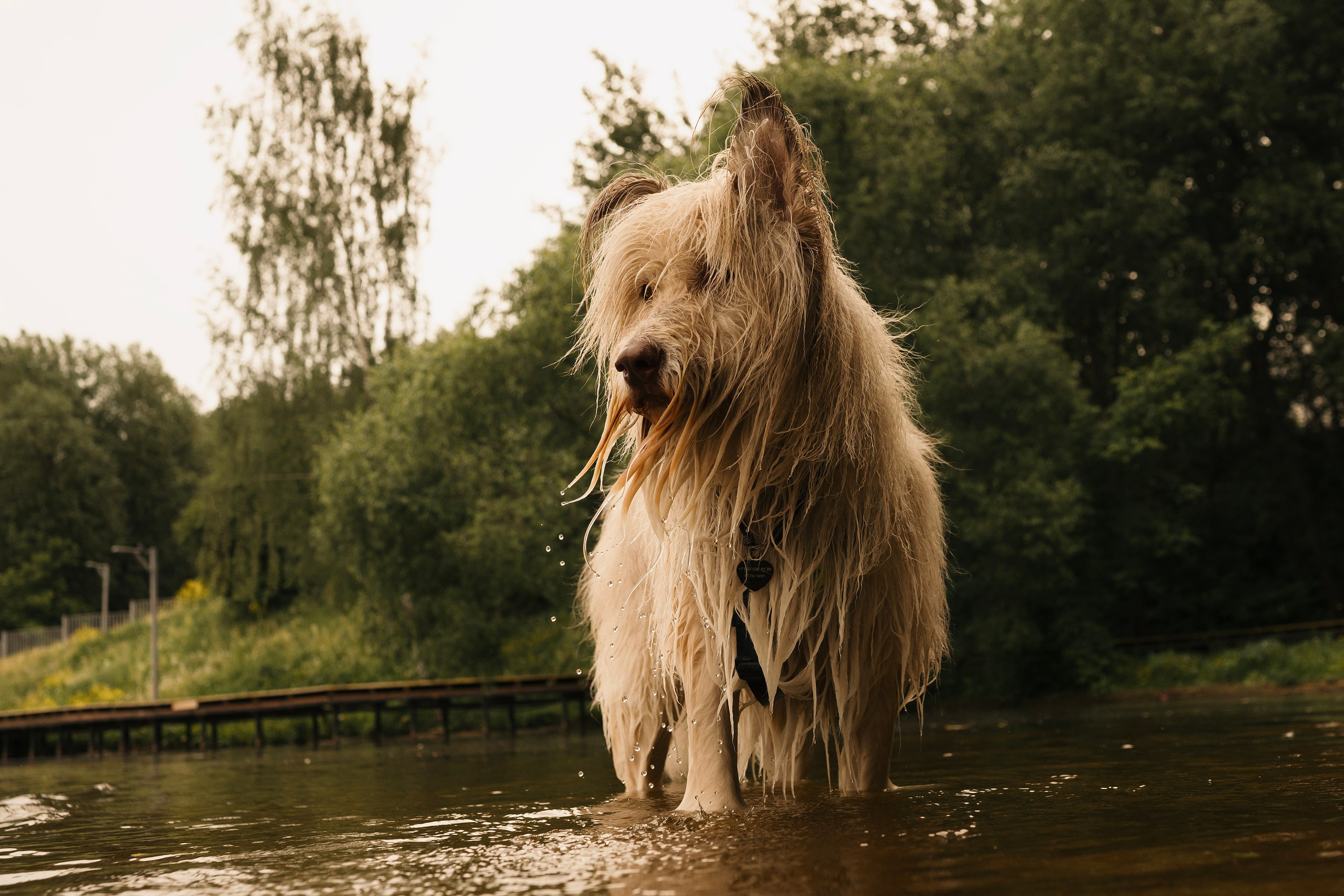 Акиро и Йоши. Фотограф- анималист Александра Матвеева