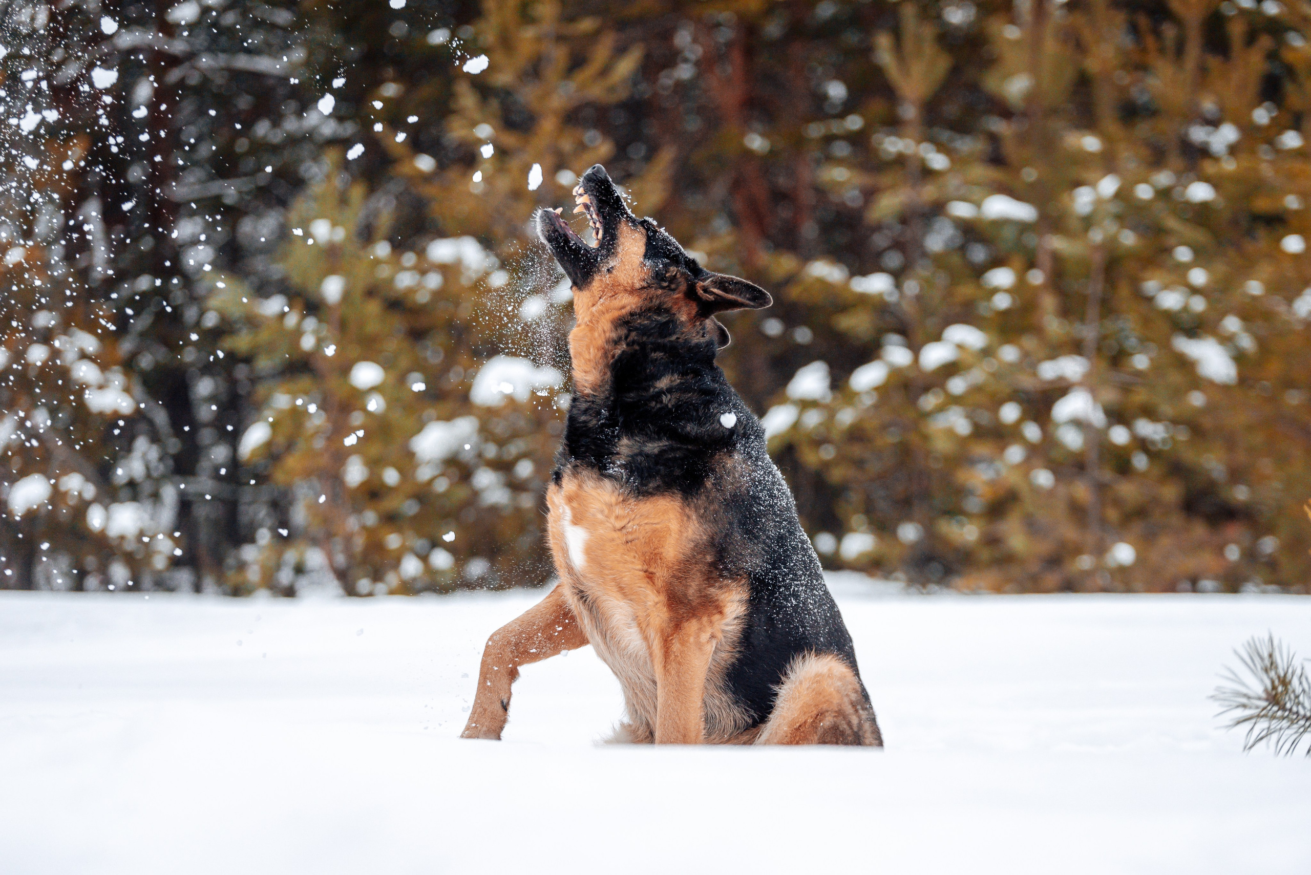 Светлана, Альфа и кошки ✨. Фотограф-анималист Анастасия Парфенова|Екатеринбург