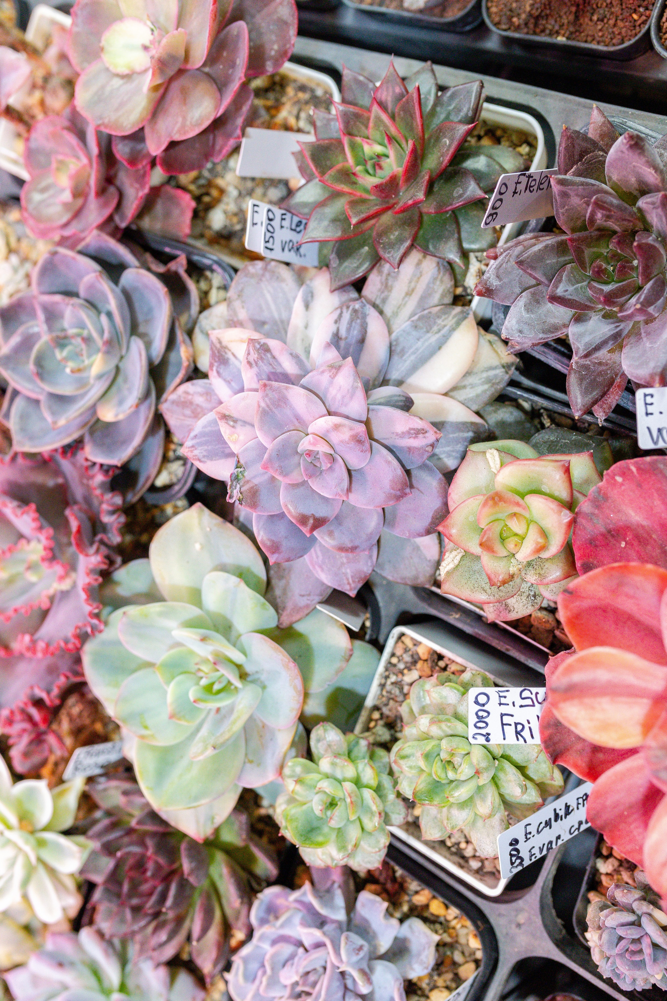 Кактус Фест. Александра Куликова фотограф, Москва