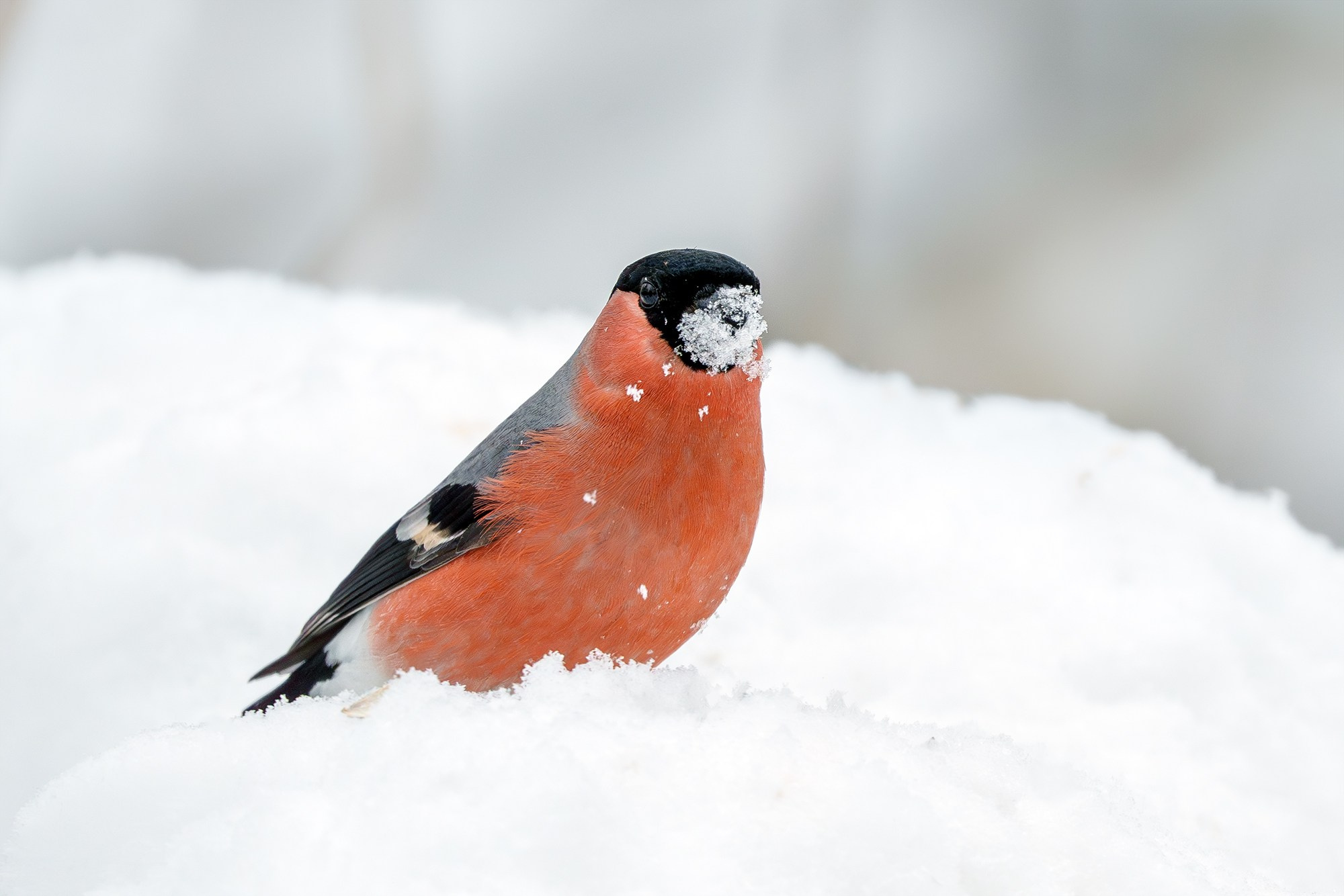 Удивительные мир птиц. Вокруг нас столько прекрасного — присмотритесь!. Ваш личный фотограф Марина Волкова