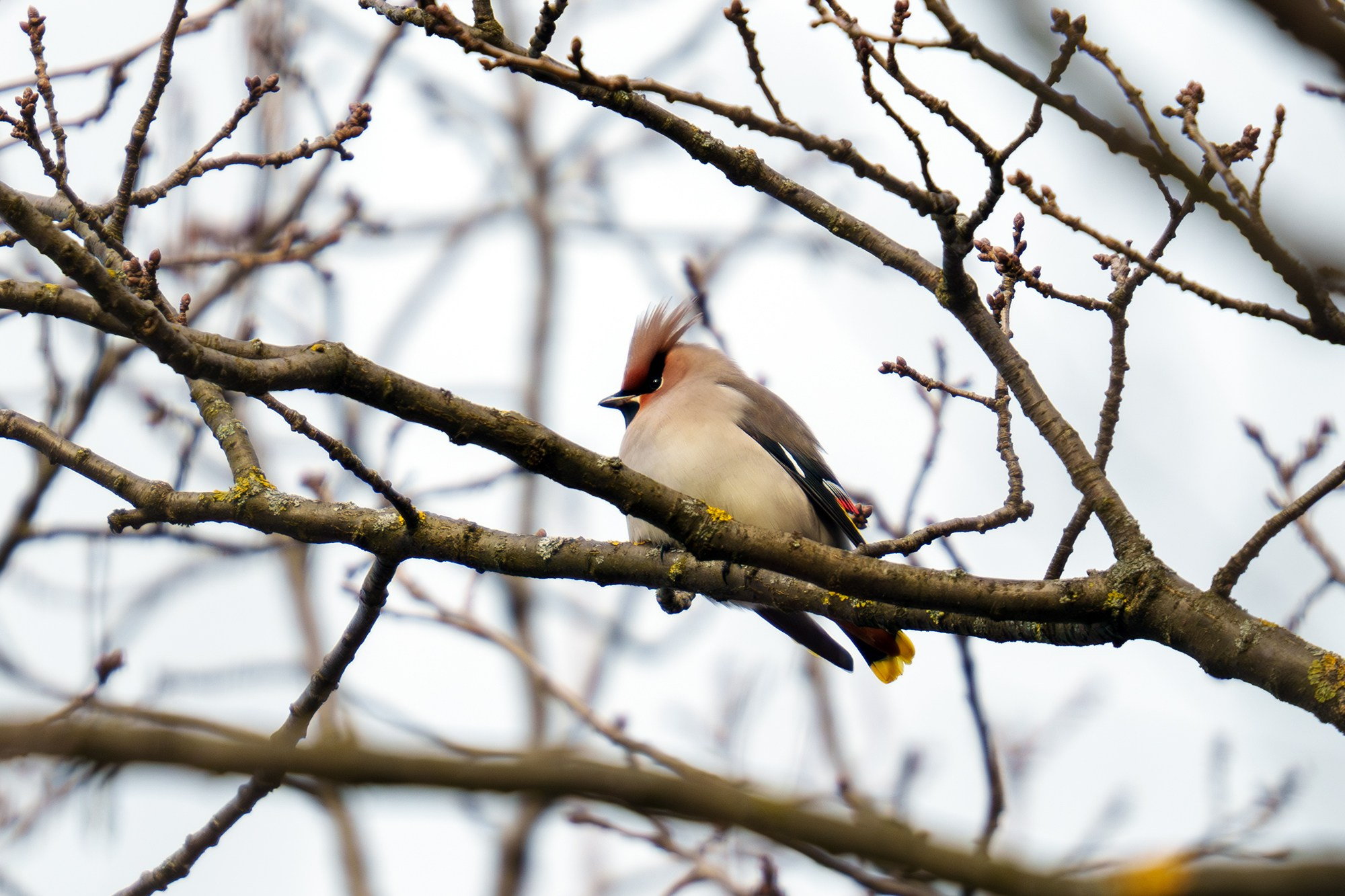 Удивительные мир птиц. Вокруг нас столько прекрасного — присмотритесь!. Ваш личный фотограф Марина Волкова