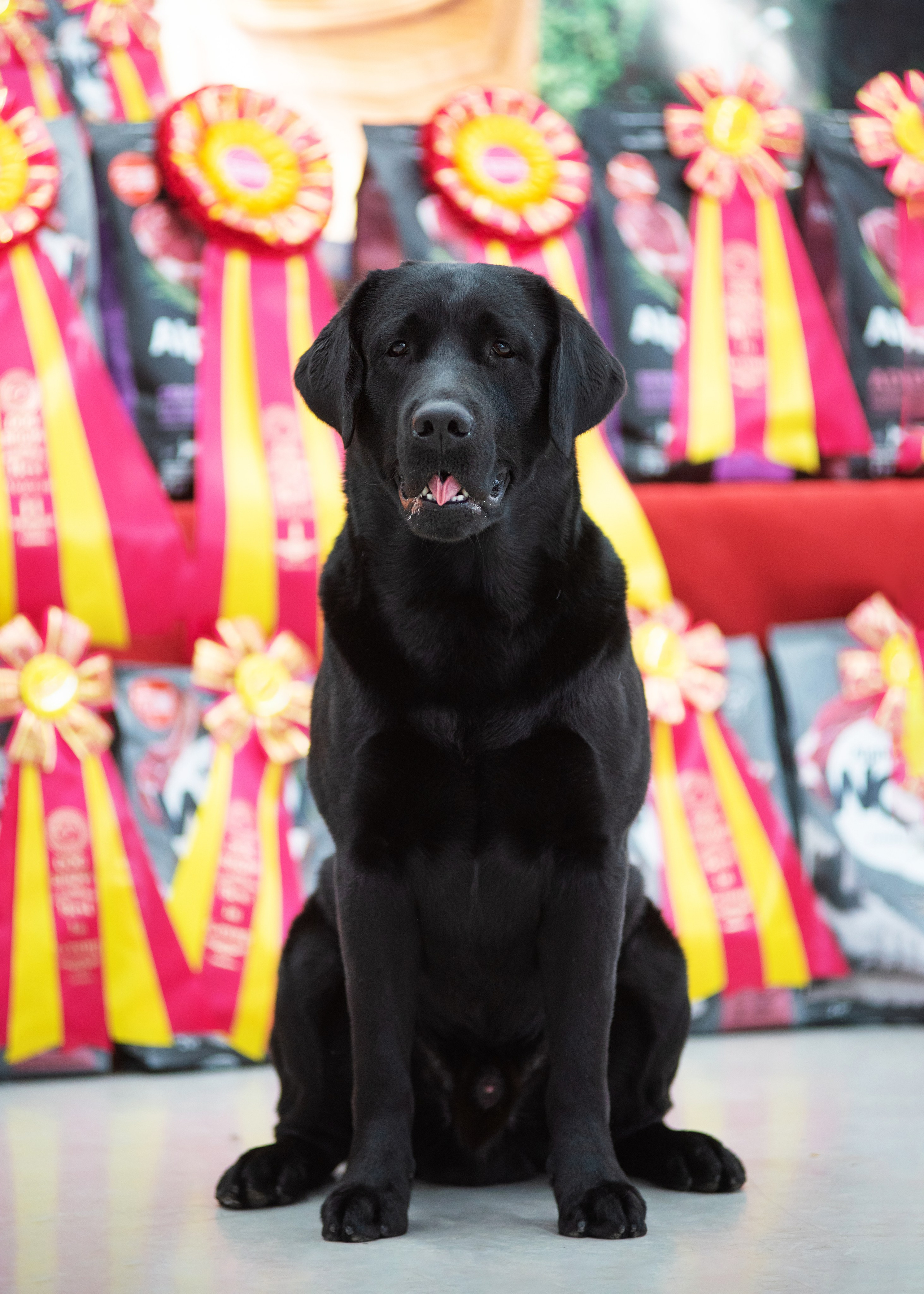 Выставка собак тюмень 14.01.2023. Дог-фотограф в Тюмени Александра Королева