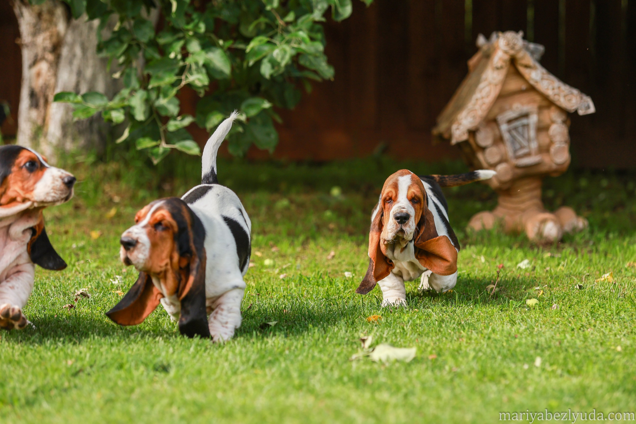 Щенки. Семейный и детский фотограф в Москве Мария Быкова
