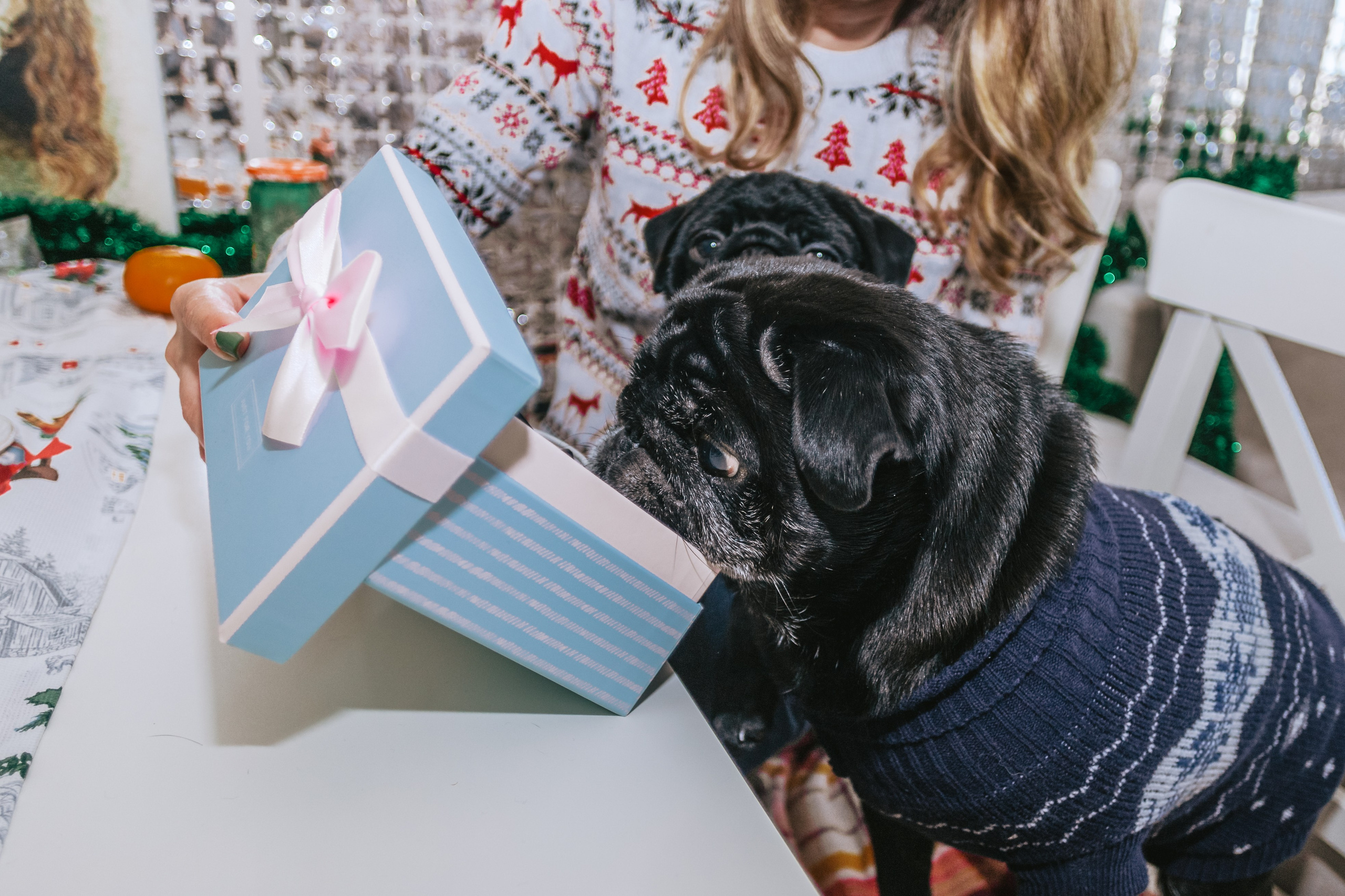 Домашняя фотосессия Оли и двух ее мопсов. Фотограф-анималист Татьяна Степанова
