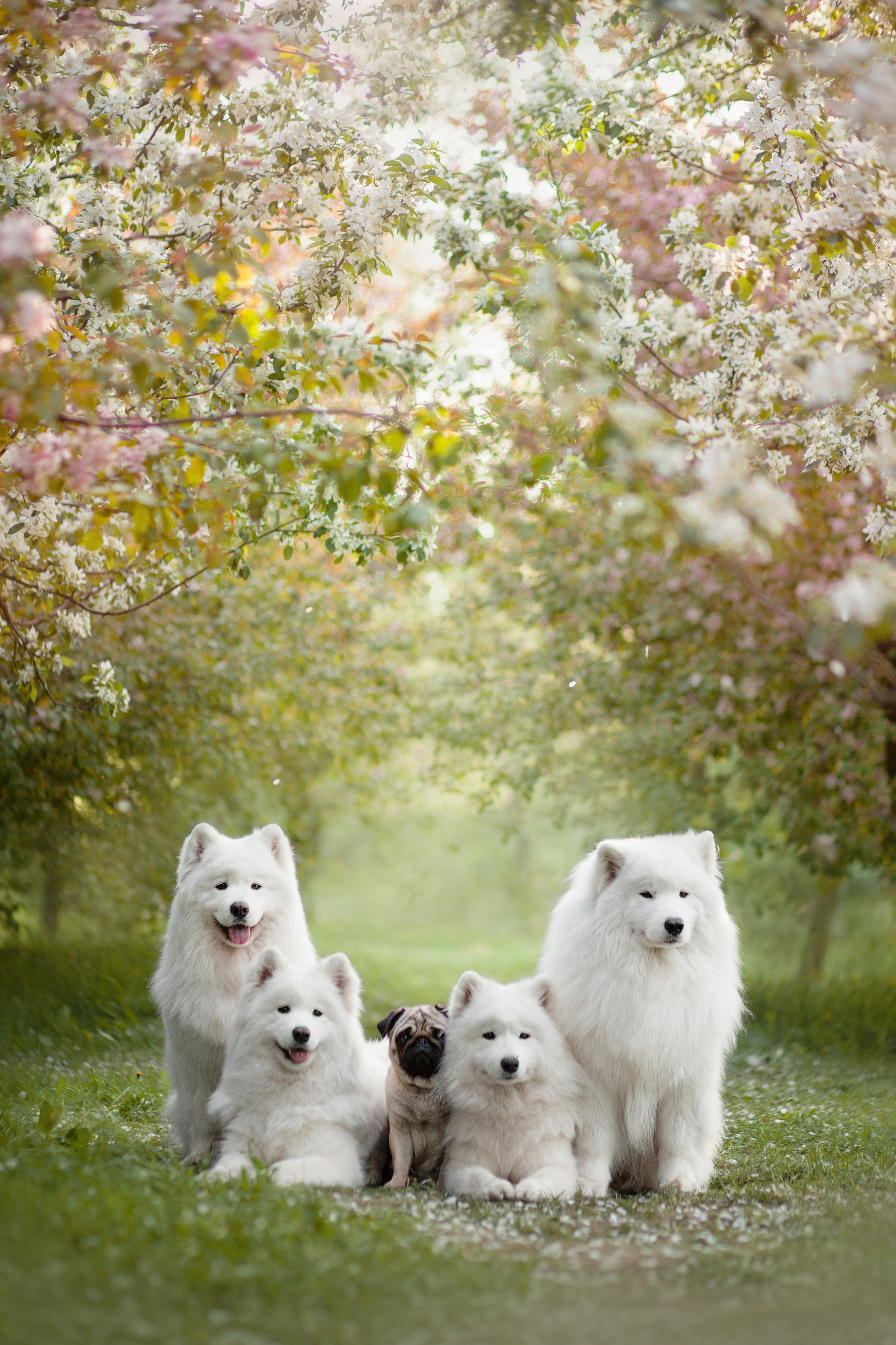 Фото собак, животных весной. Фотограф анималист в Москве Майорова Евгения